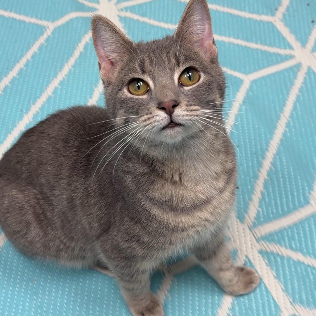 Enlarge Peony, an adopted mixed breed in Lemont, IL image 6/6