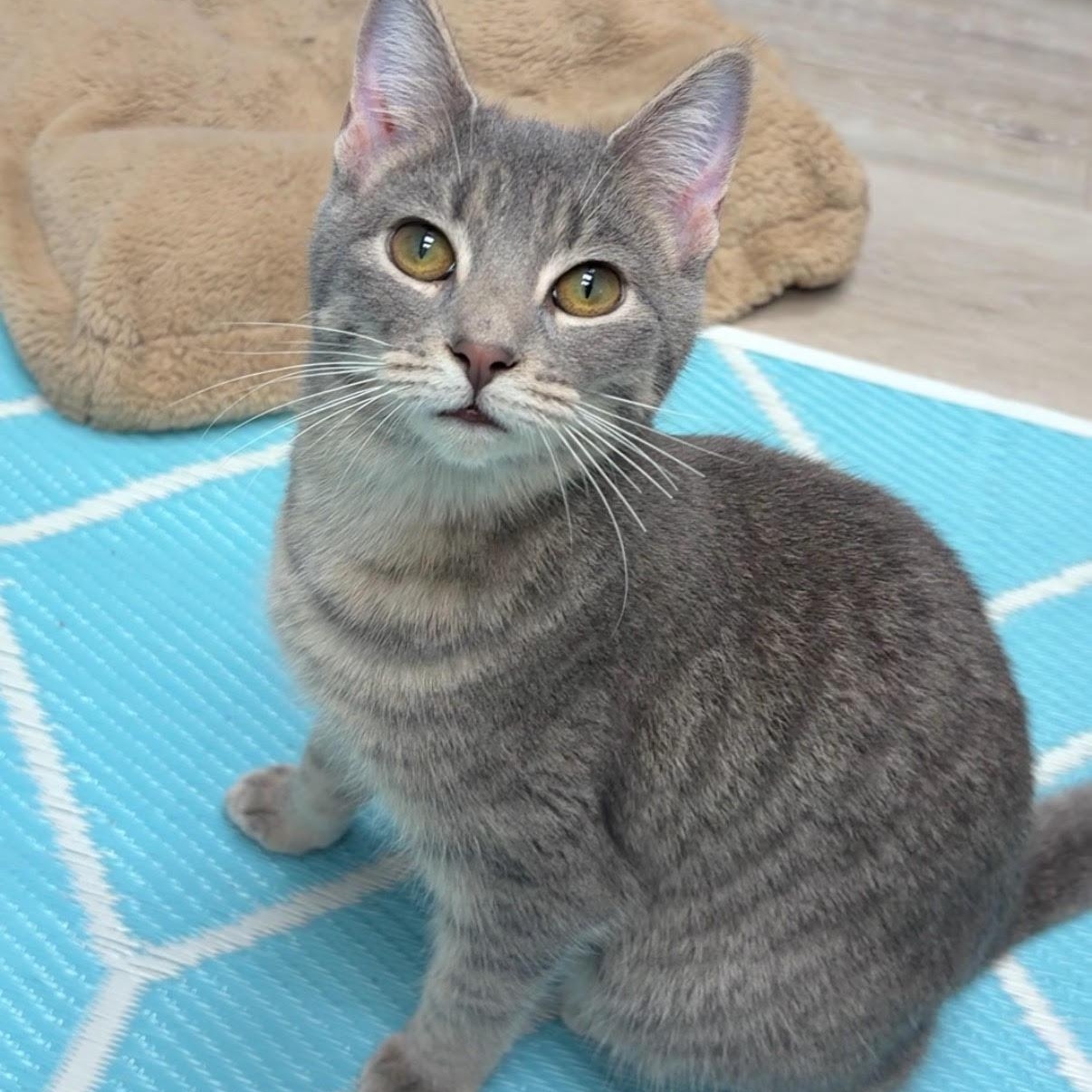 Peony, adopted, Young Female Domestic Short Hair & Tabby.