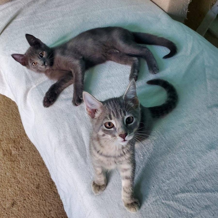 Enlarge Peony, an adopted mixed breed in Lemont, IL image 5/6