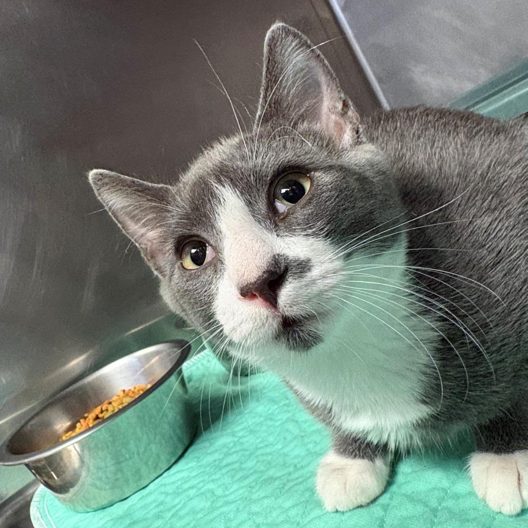 Posey, Adoptable, Kitten Female Domestic Short Hair.