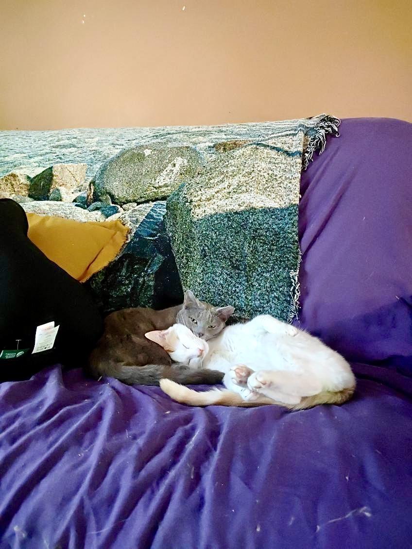 Enlarge Houdini - See My Video!, a Adoptable Domestic Short Hair in Vernon, VT image 2/6