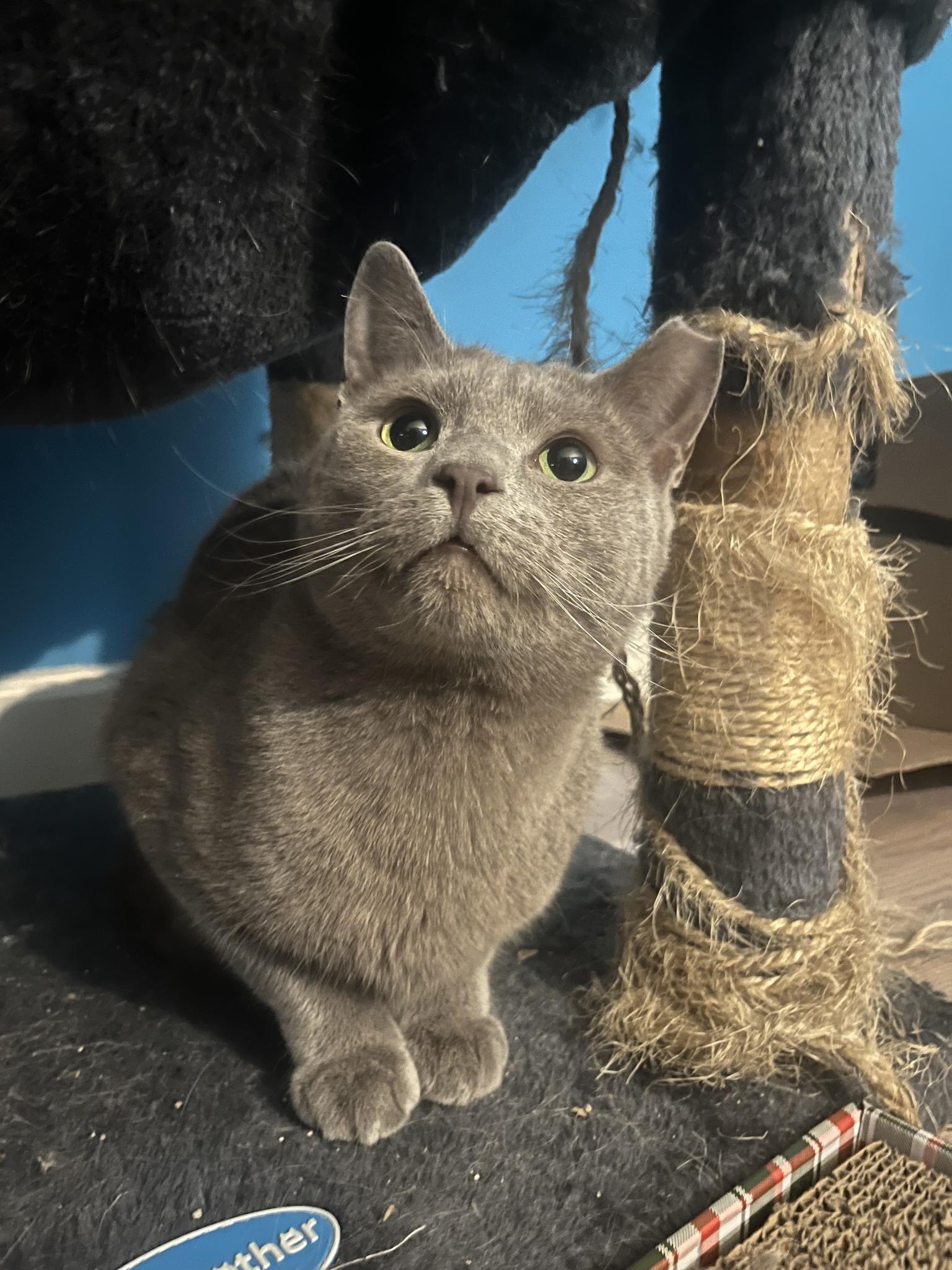 Enlarge Houdini - See My Video!, a Adoptable Domestic Short Hair in Vernon, VT image 5/6