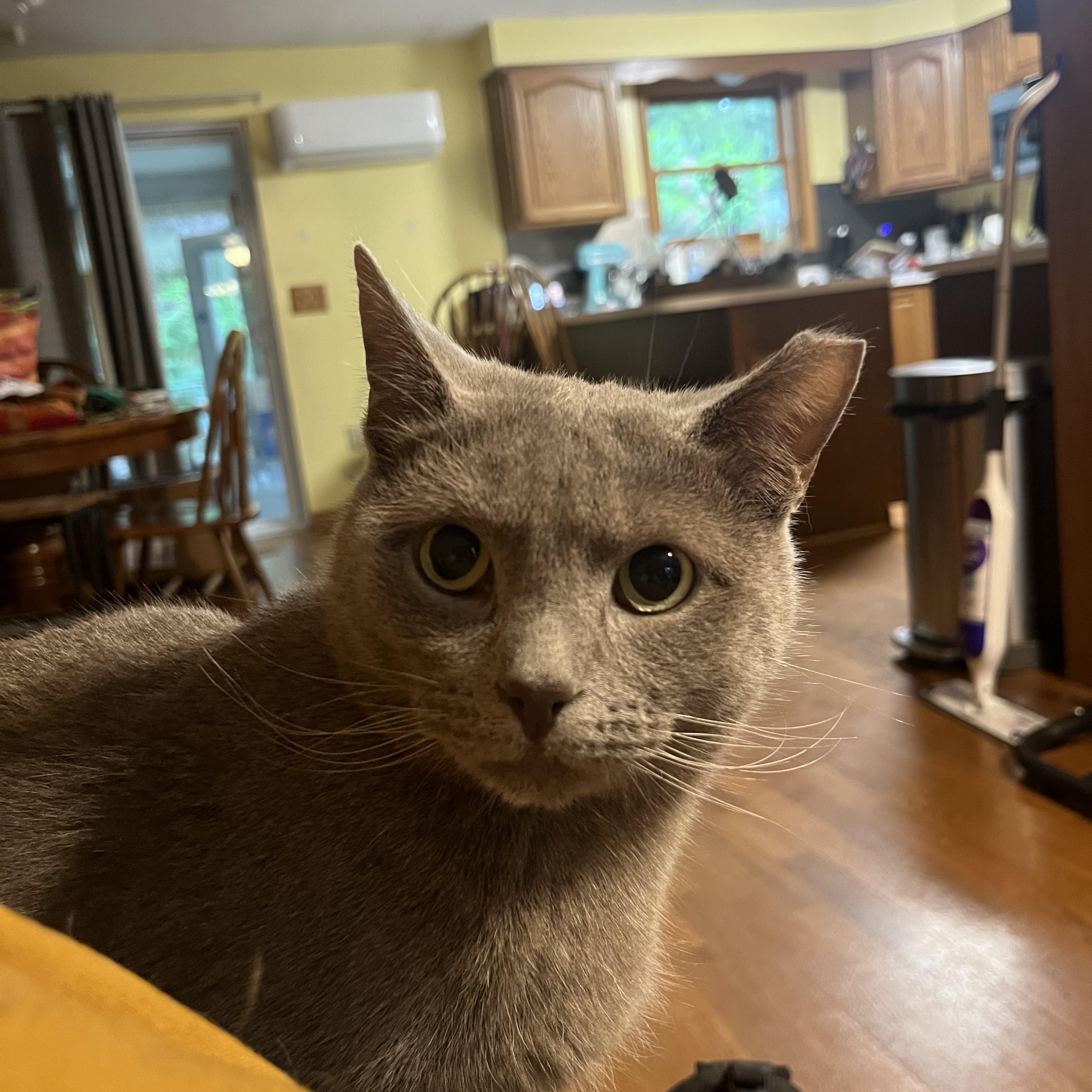 Enlarge Houdini - See My Video!, a Adoptable Domestic Short Hair in Vernon, VT image 1/6