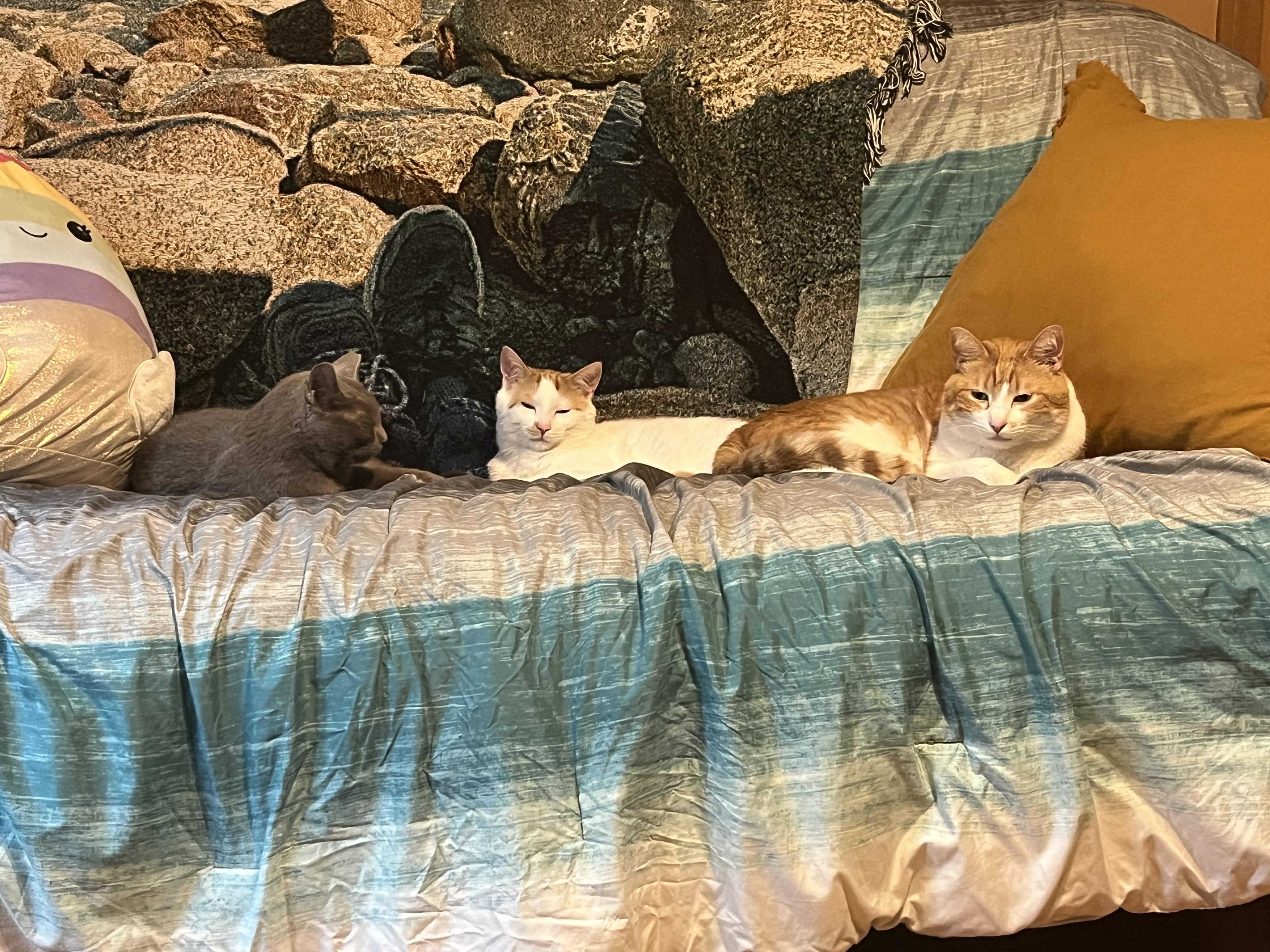 Enlarge Houdini - See My Video!, a Adoptable Domestic Short Hair in Vernon, VT image 3/6