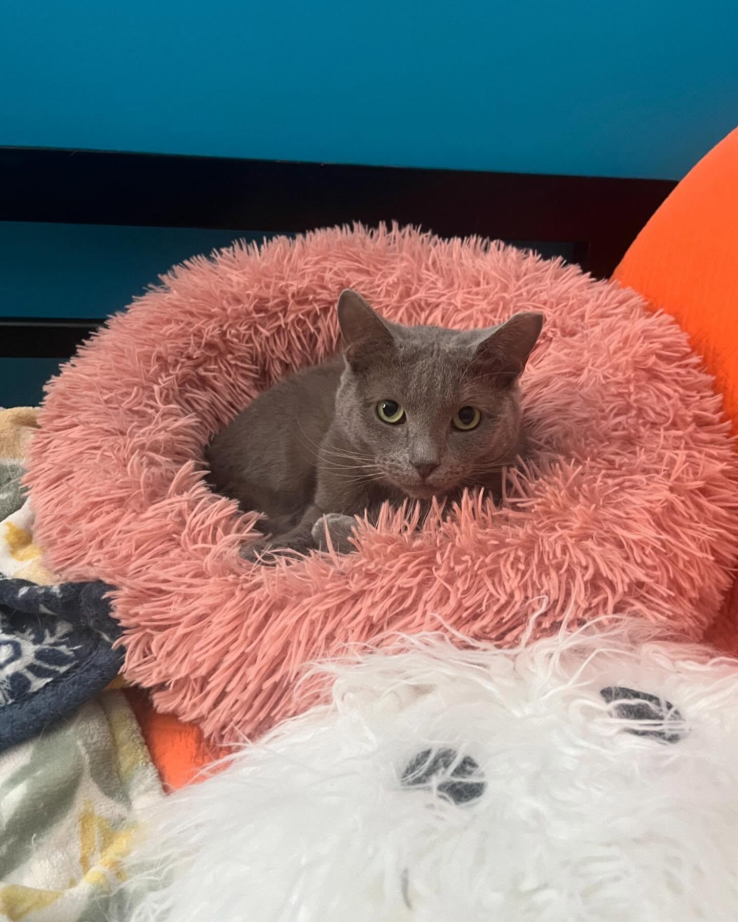 Enlarge Houdini - See My Video!, a Adoptable Domestic Short Hair in Vernon, VT image 6/6