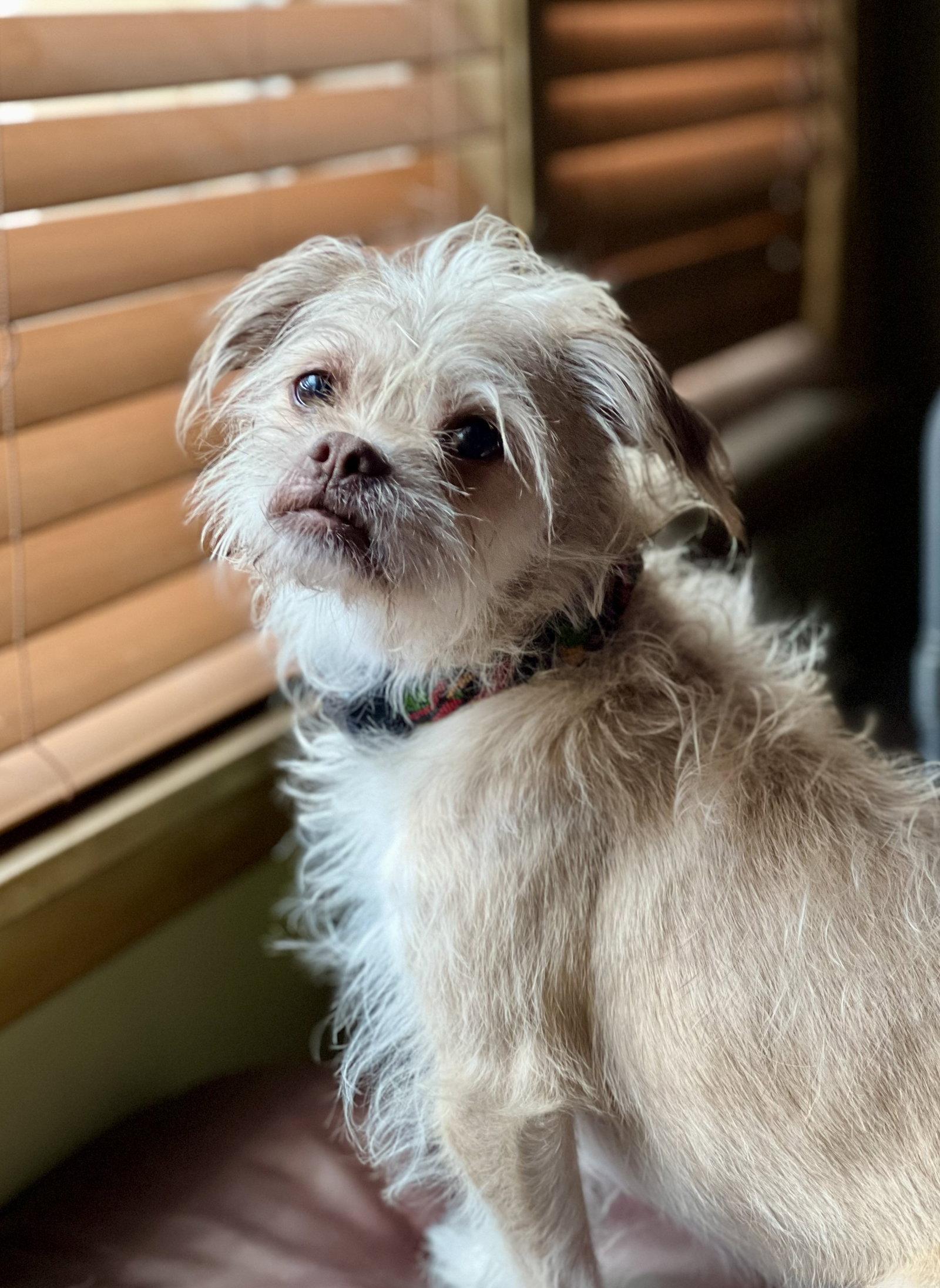 Angel, Adoptable, Adult Female Terrier.