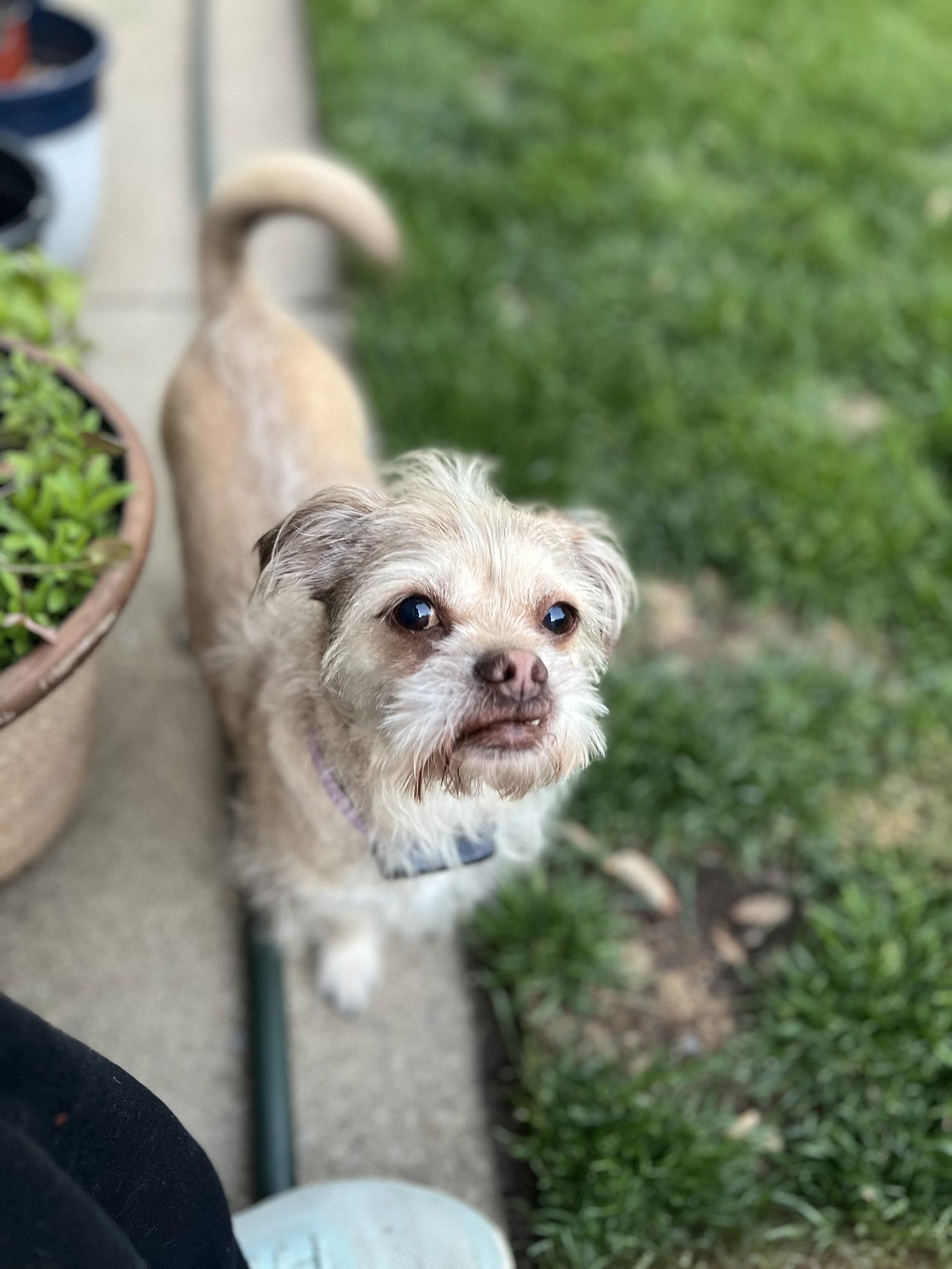 Angel, a Adoptable Terrier in Wheaton, IL image 2/3