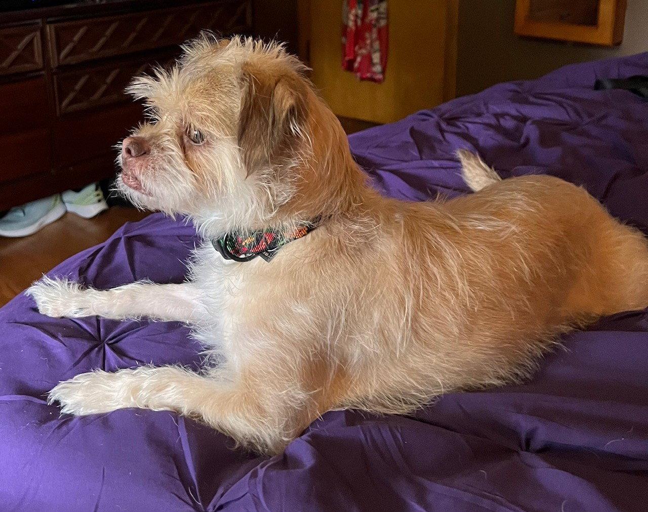 Angel, a Adoptable Terrier in Wheaton, IL image 3/3
