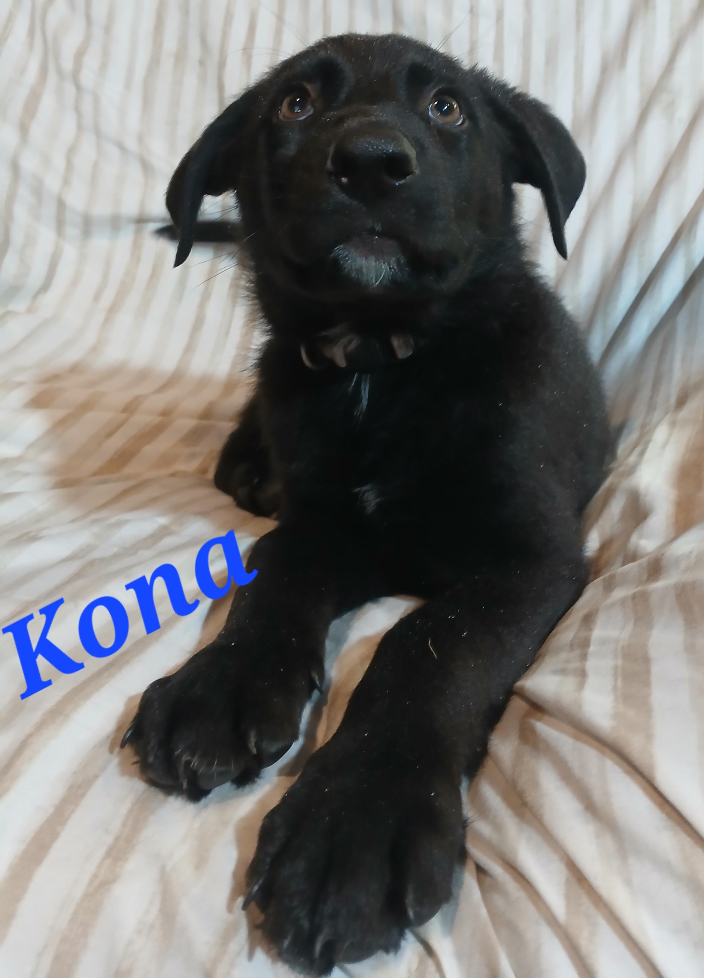 Enlarge Kona, a ADOPTABLE mixed breed in Rome, GA image 2/2