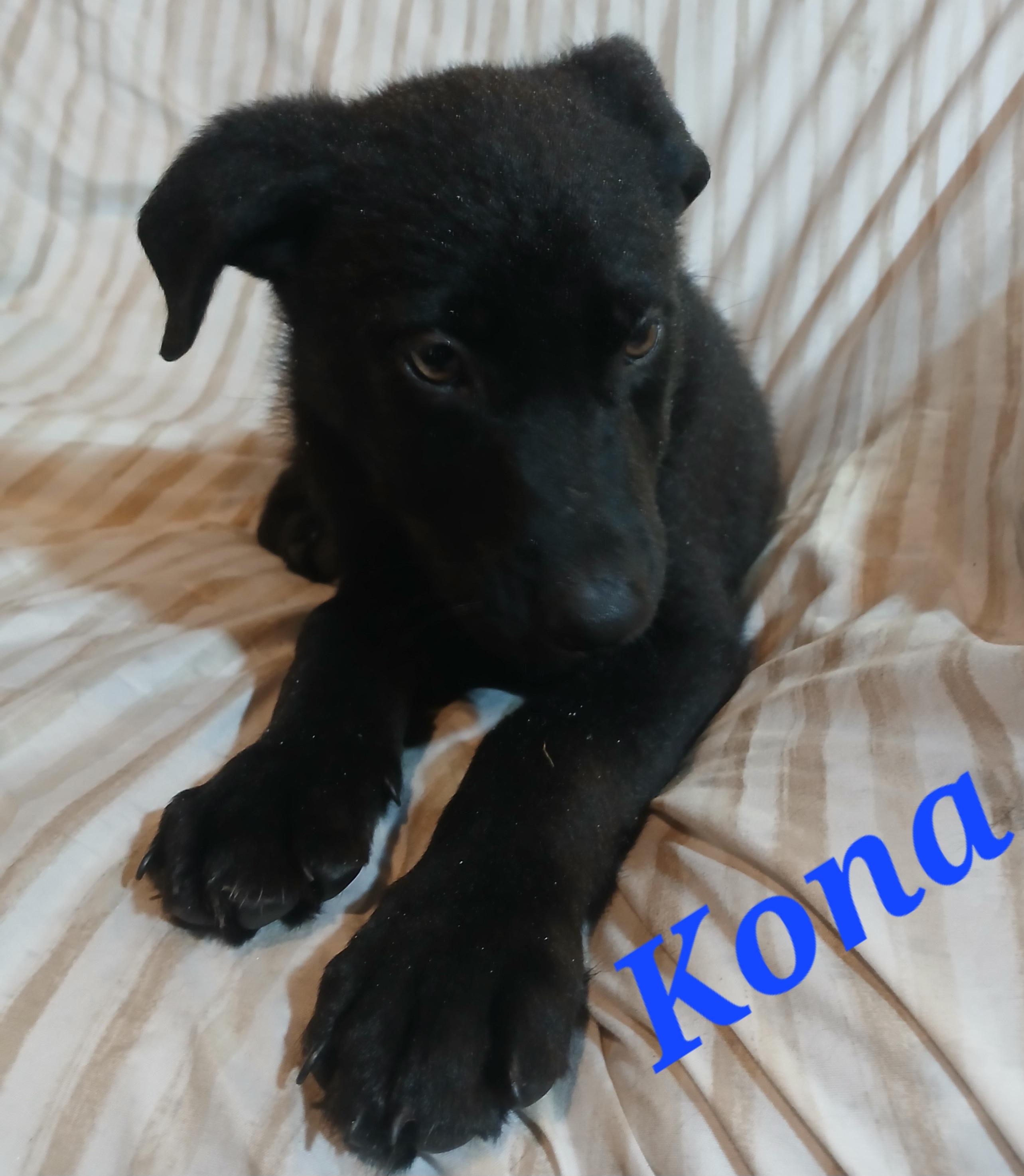 Enlarge Kona, a ADOPTABLE mixed breed in Rome, GA image 1/2
