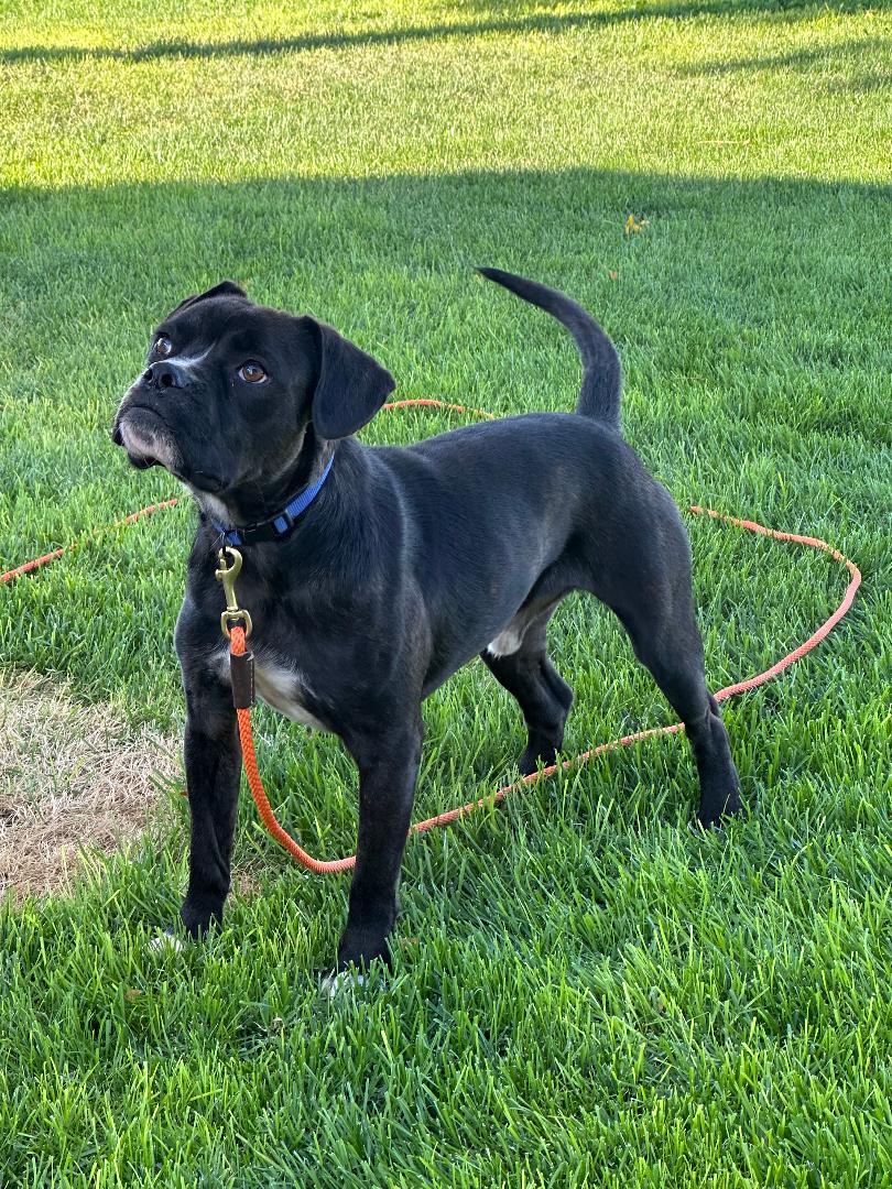 Enlarge Romeo, a Adoptable mixed breed in Kuna, ID image 2/4