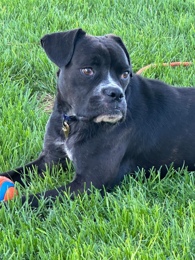 Enlarge Romeo, a Adoptable mixed breed in Kuna, ID image 3/4