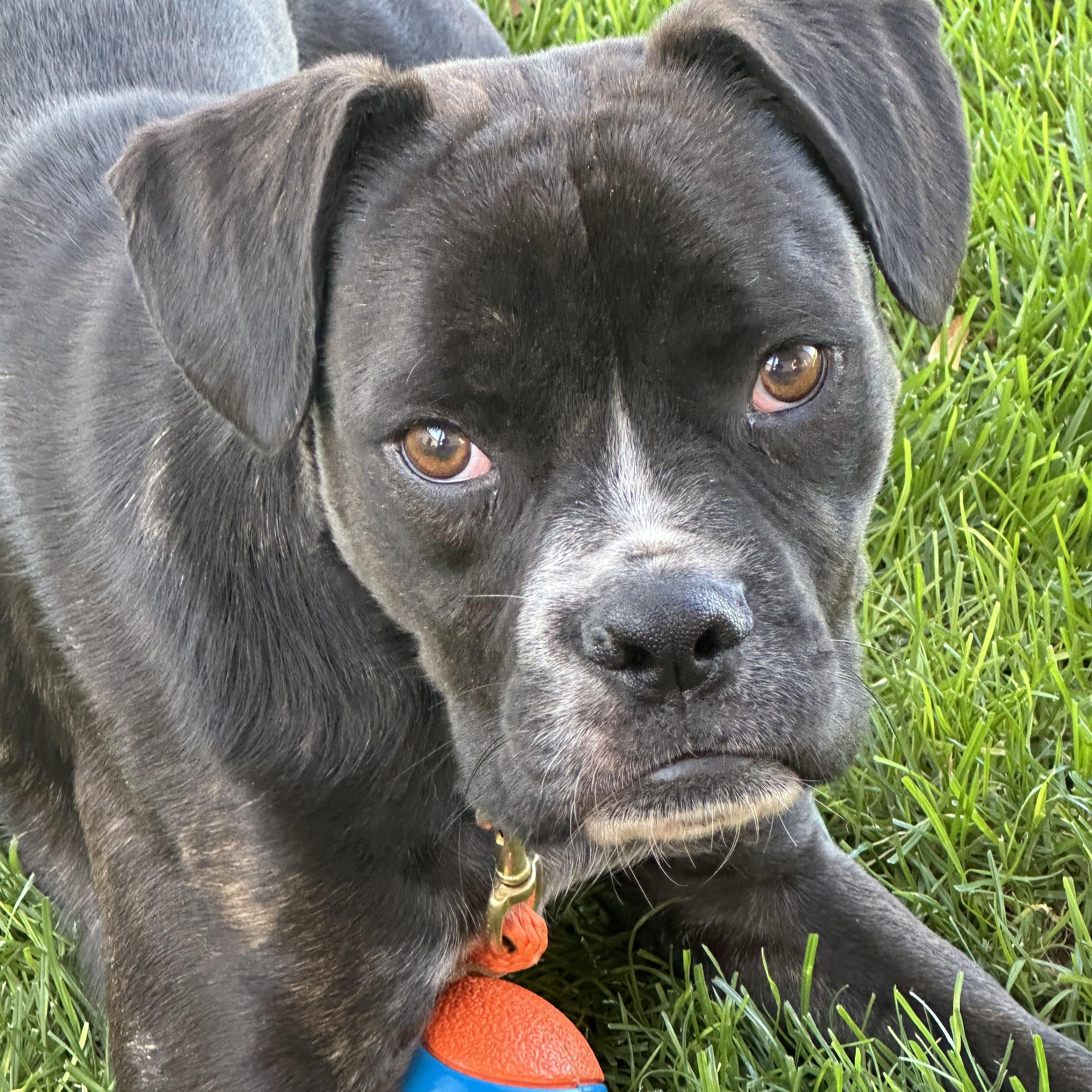 Enlarge Romeo, a Adoptable mixed breed in Kuna, ID image 1/4