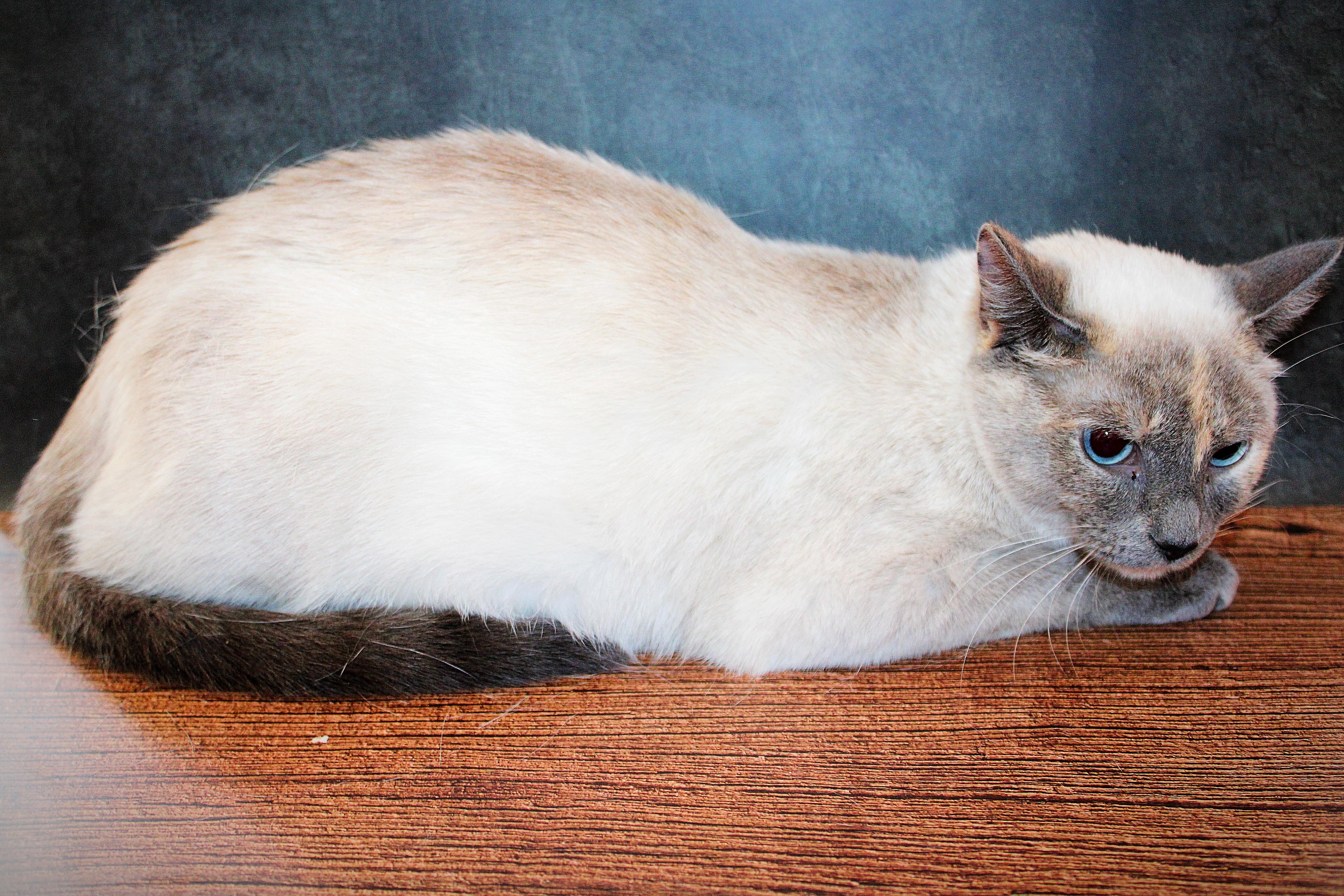 Enlarge Coco, a Adoptable Siamese in Lees Summit, MO image 3/6