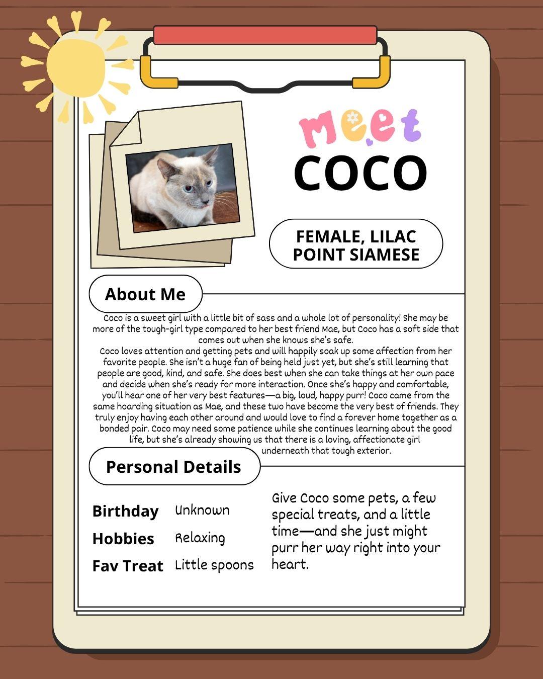 Enlarge Coco, a Adoptable Siamese in Lees Summit, MO image 6/6