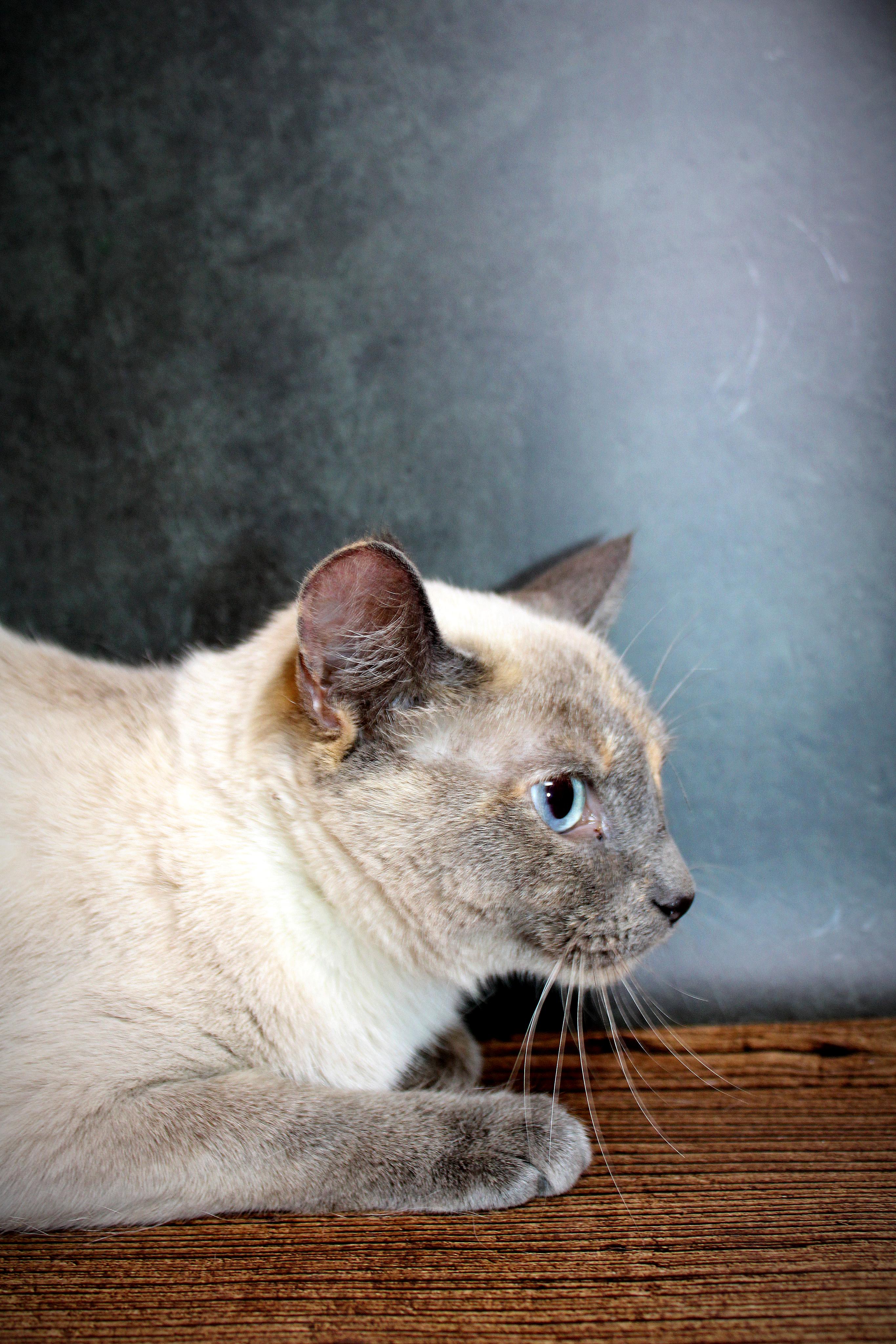 Enlarge Coco, a Adoptable Siamese in Lees Summit, MO image 2/6