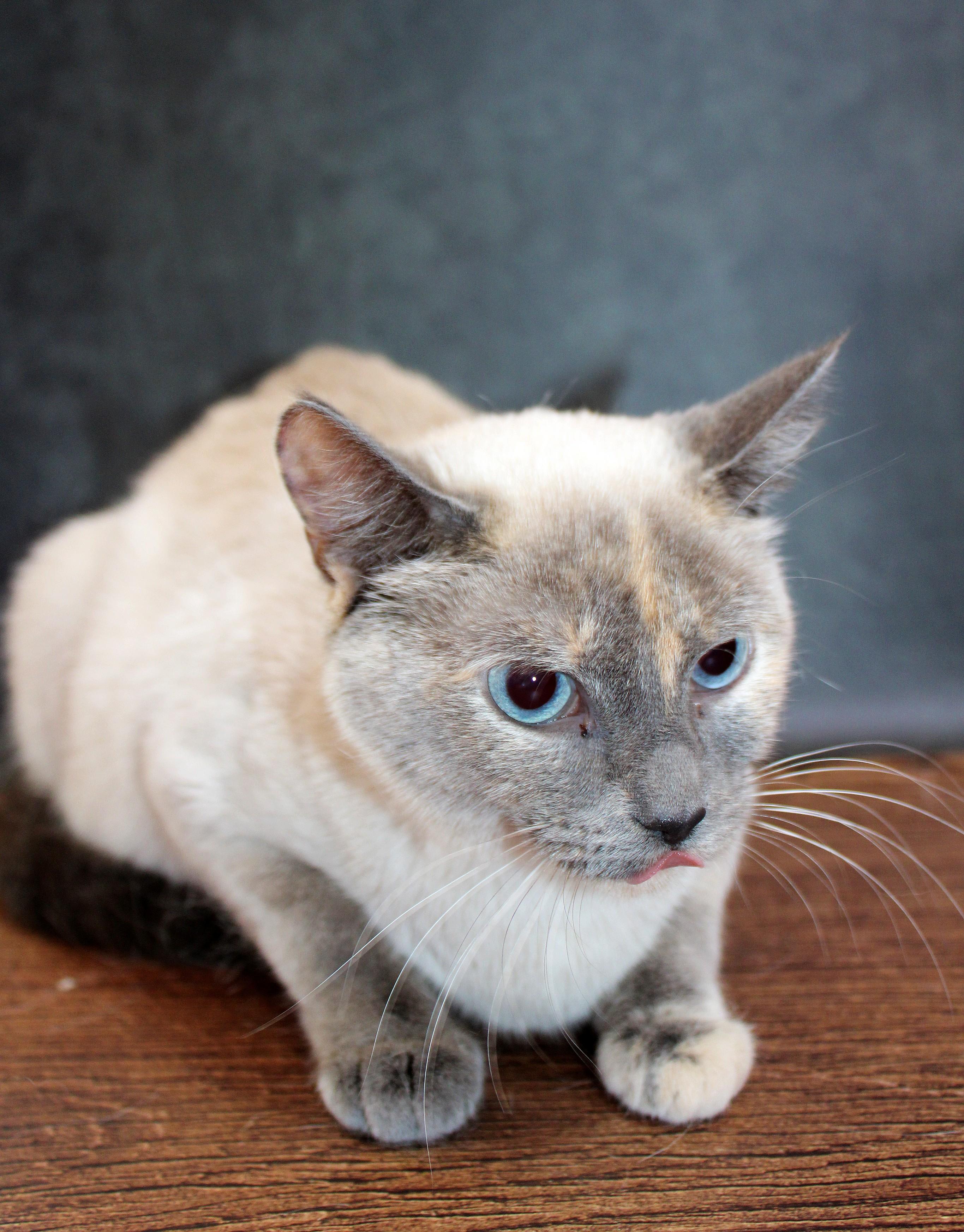 Coco, Adoptable, Adult Female Siamese.