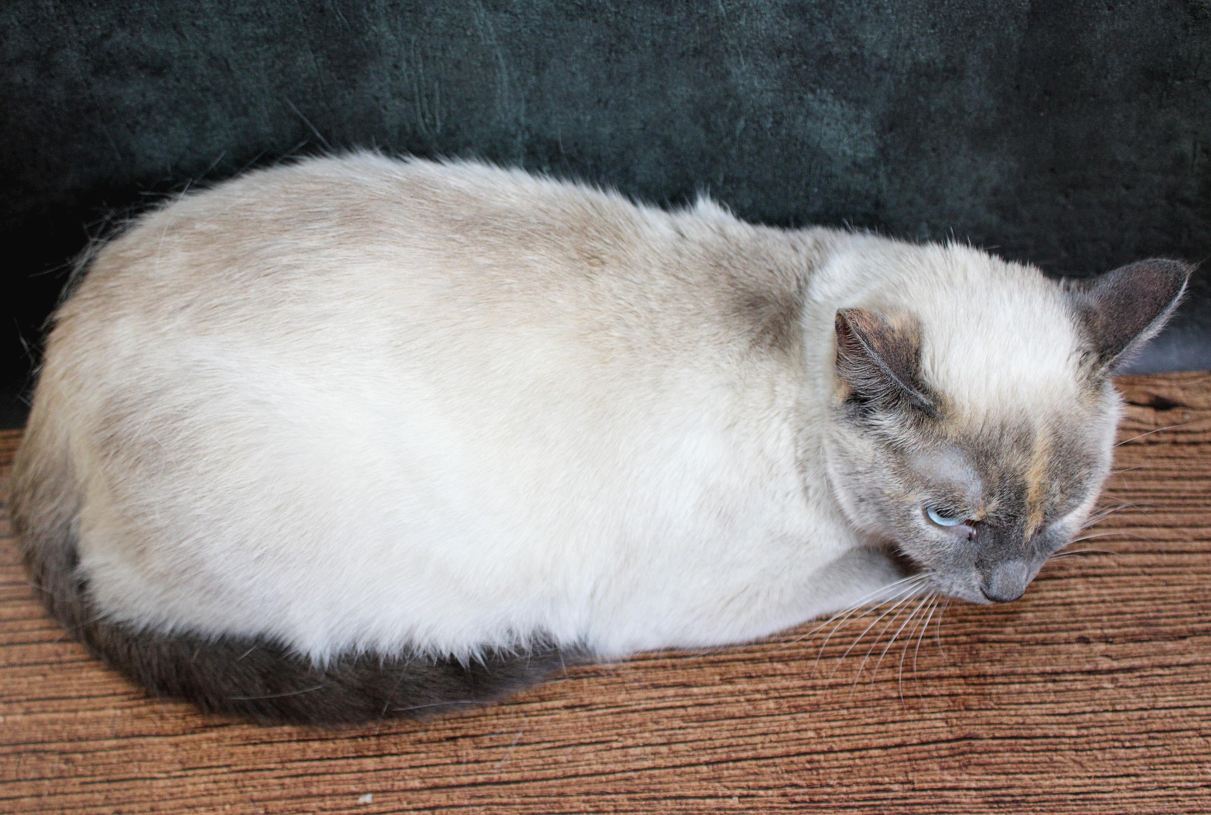 Enlarge Coco, a Adoptable Siamese in Lees Summit, MO image 5/6
