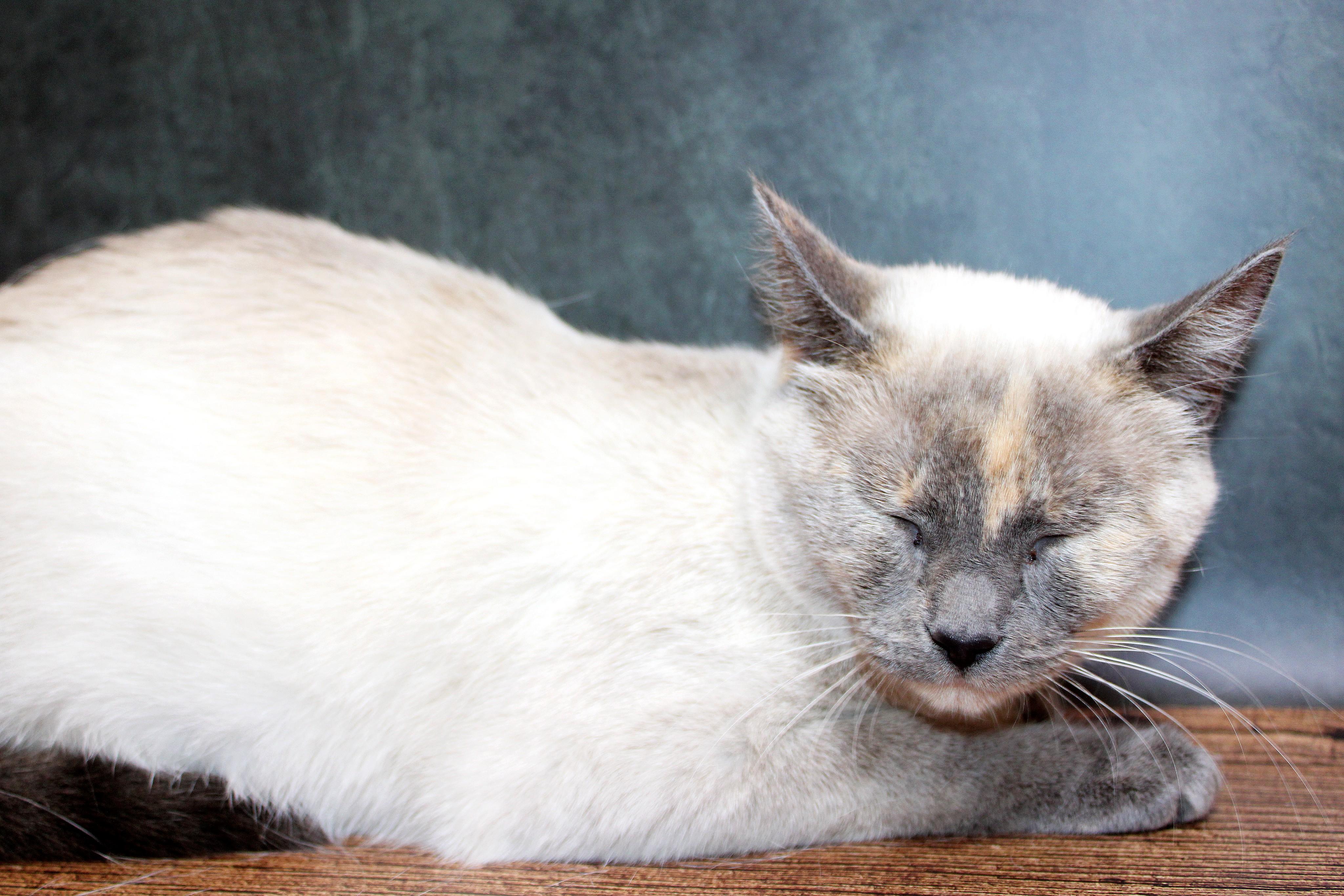 Enlarge Coco, a Adoptable Siamese in Lees Summit, MO image 4/6