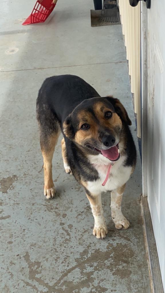Mecha, a Adopted mixed breed in Pratt, KS image 2/3