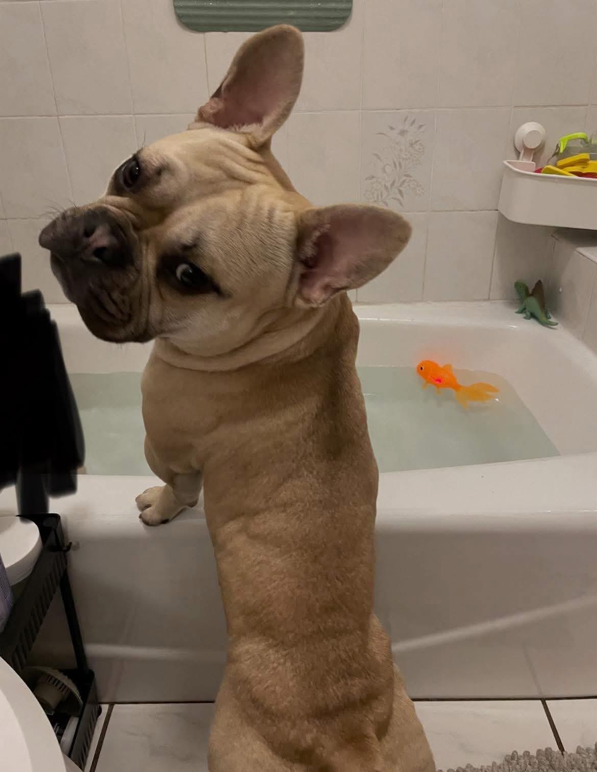 Enlarge Dude, a ADOPTABLE mixed breed in modesto, CA image 3/3