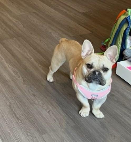 Enlarge Dude, a ADOPTABLE mixed breed in modesto, CA image 2/3