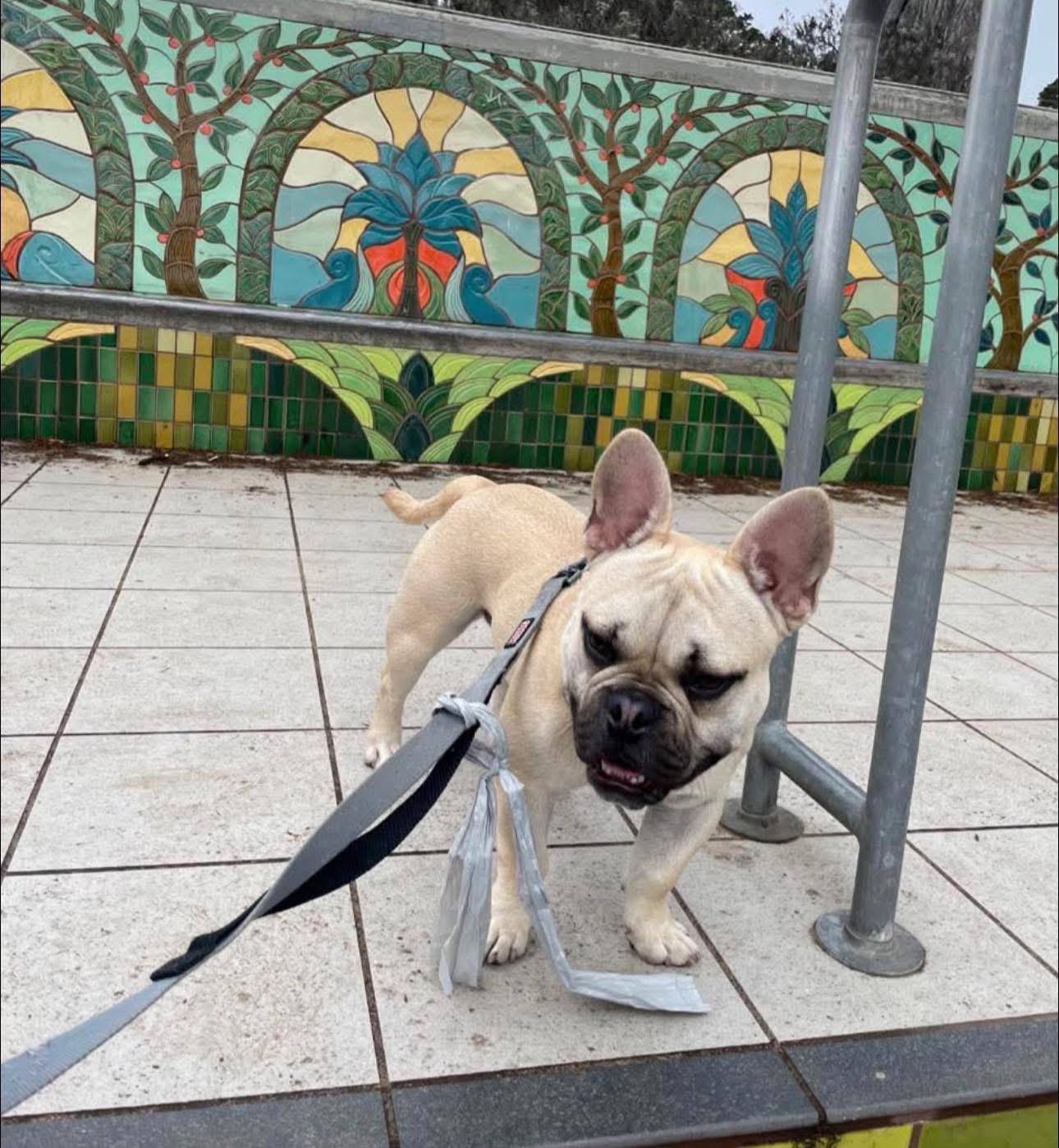 Dude, ADOPTABLE, Young Male French Bulldog & American Staffordshire Terrier.