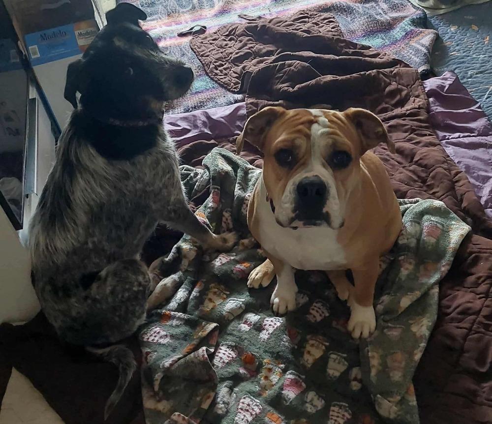 Diamond Darlin, Adoptable, Adult Female American Bulldog & Mixed Breed.