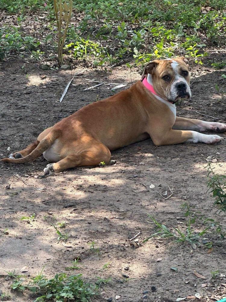 Enlarge Diamond Darlin, a Adoptable mixed breed in Saugus, MA image 1/5