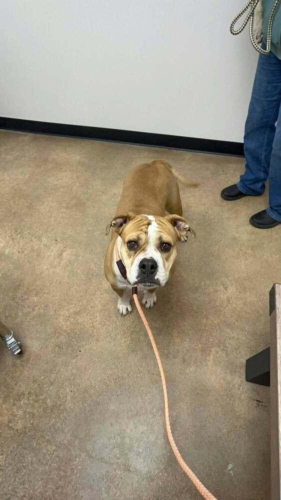 Enlarge Diamond Darlin, a Adoptable mixed breed in Saugus, MA image 3/6
