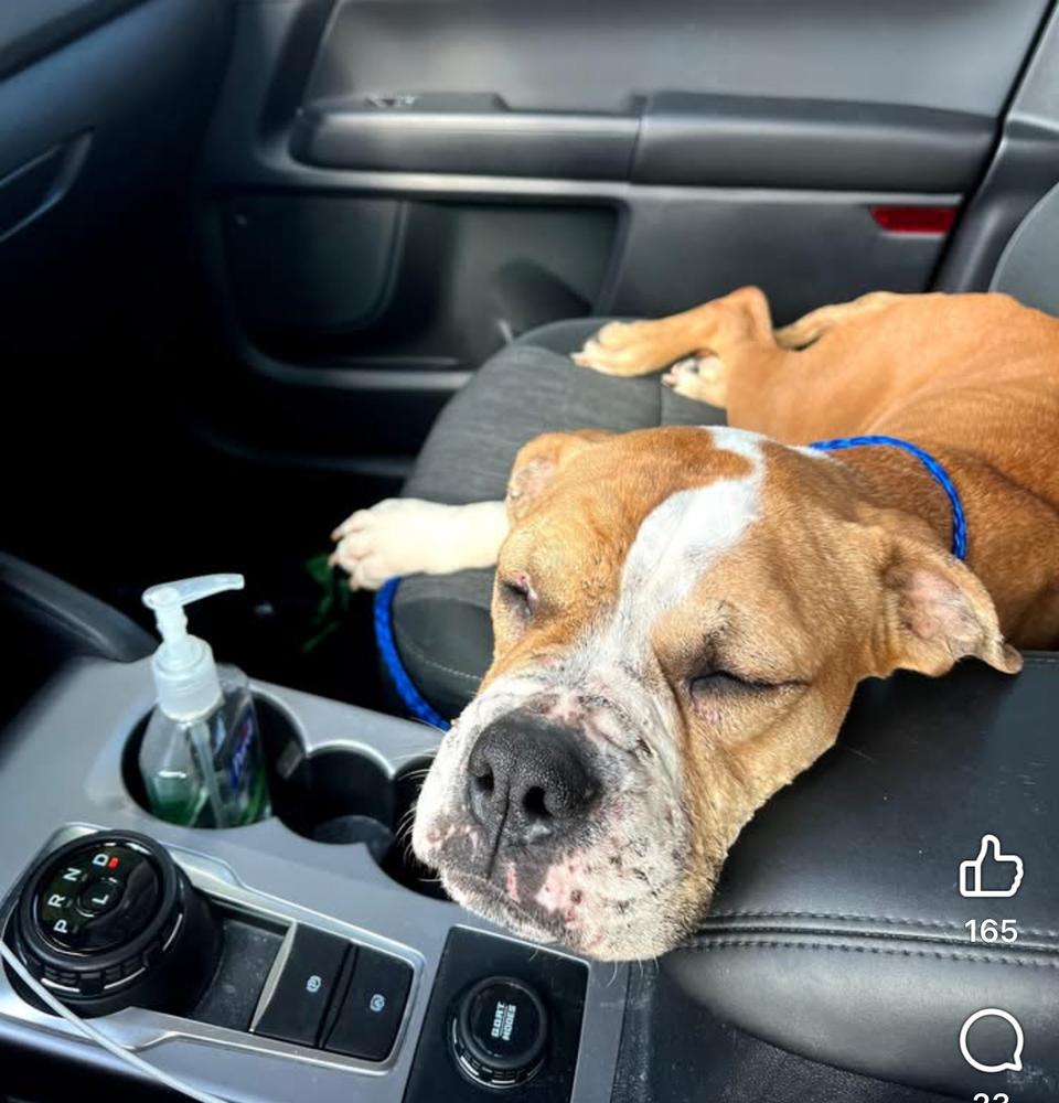 Enlarge Diamond Darlin, a Adoptable mixed breed in Saugus, MA image 2/5