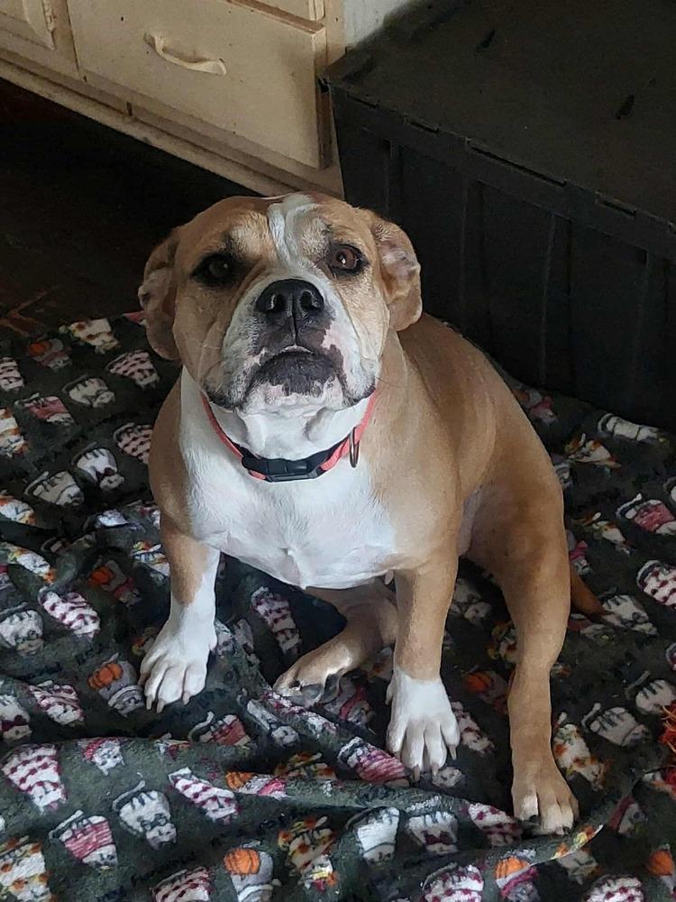 Enlarge Diamond Darlin, a Adoptable mixed breed in Saugus, MA image 3/5