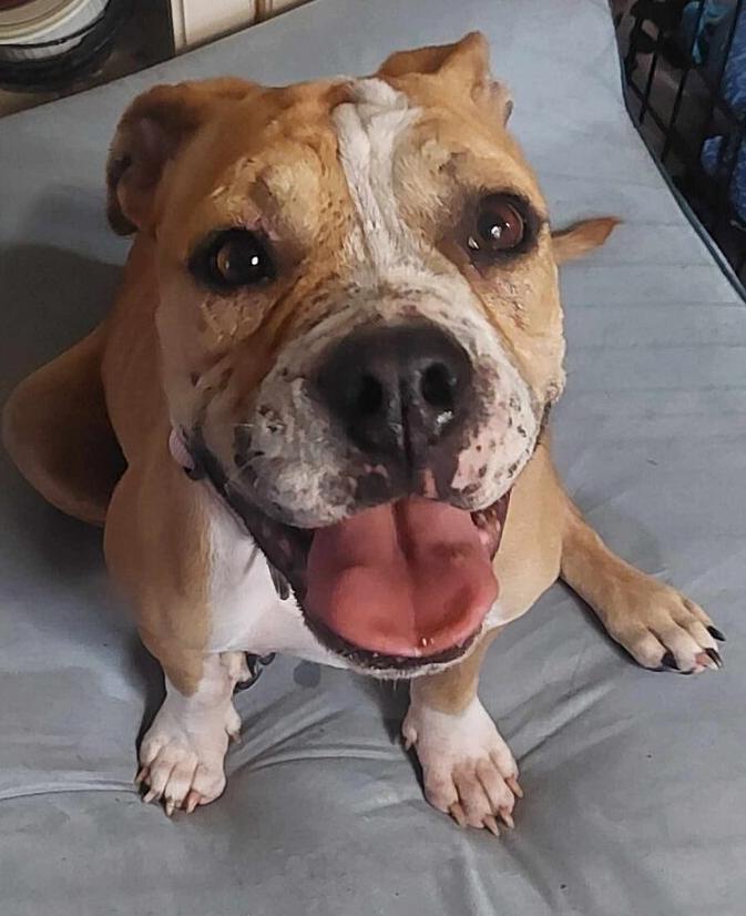 Enlarge Diamond Darlin, a Adoptable mixed breed in Saugus, MA image 4/5