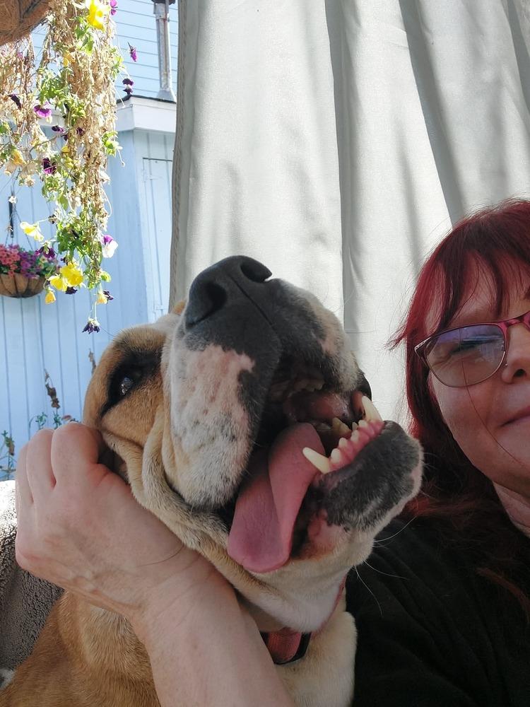 Diamond Darlin, a Adoptable mixed breed in Saugus, MA image 6/6