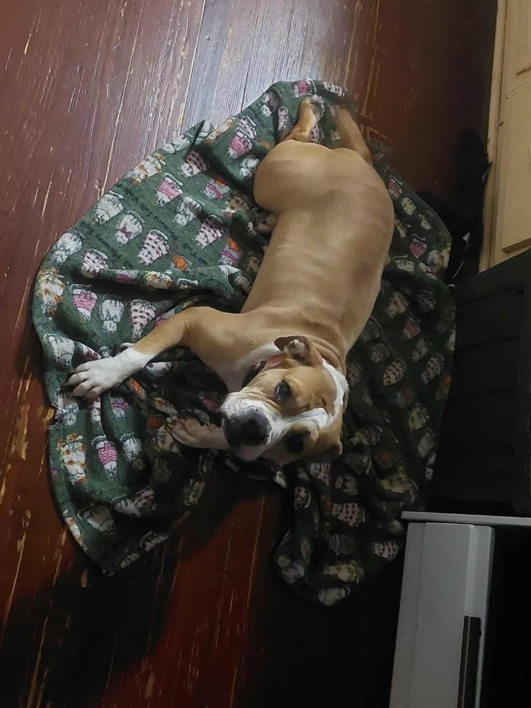 Enlarge Diamond Darlin, a Adoptable mixed breed in Saugus, MA image 5/5