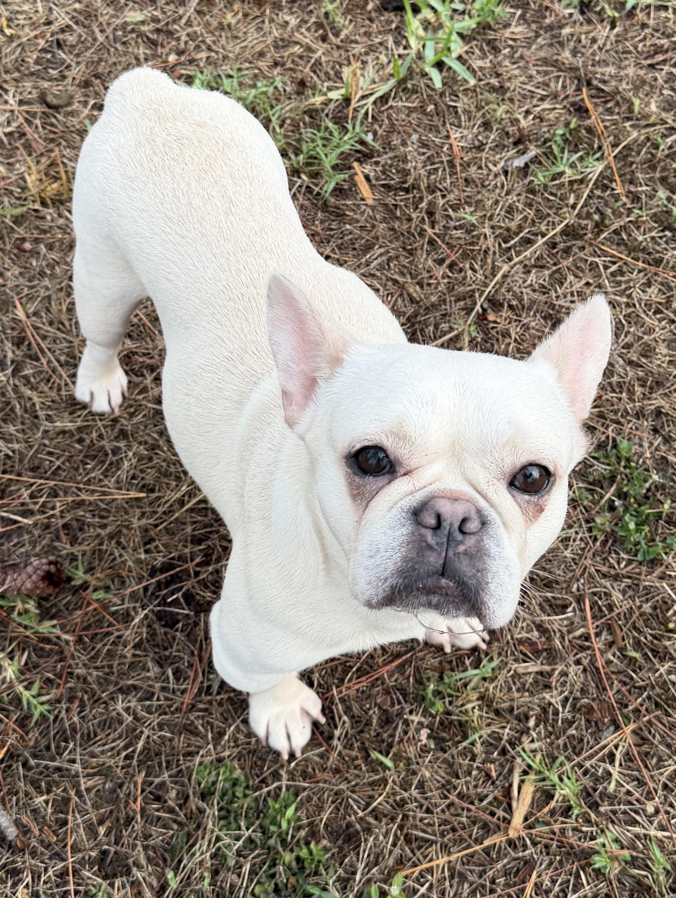 Blondie , ADOPTABLE, Adult Female French Bulldog.