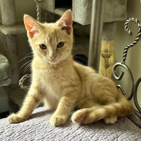 BuffPuff, Adoptable, Kitten Male Domestic Short Hair.