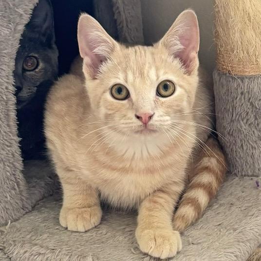 BuffPuff, a Adoptable Domestic Short Hair in Potomac, MD image 2/3