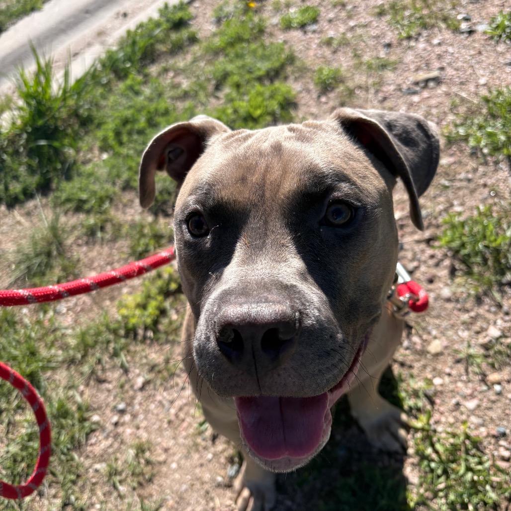 Nugget, Adoptable, Young Male Pit Bull Terrier.