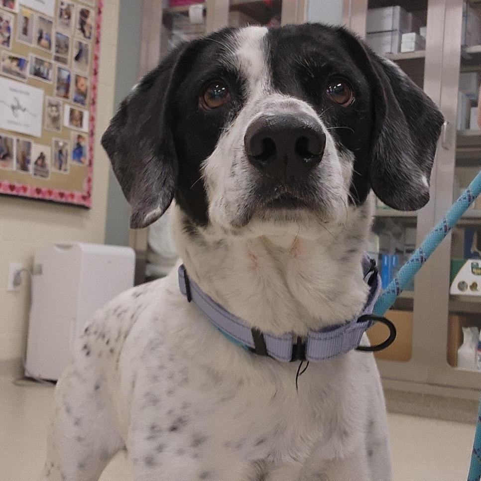 Enlarge Ranger, a Adoptable mixed breed in Baldwin, WI image 2/5