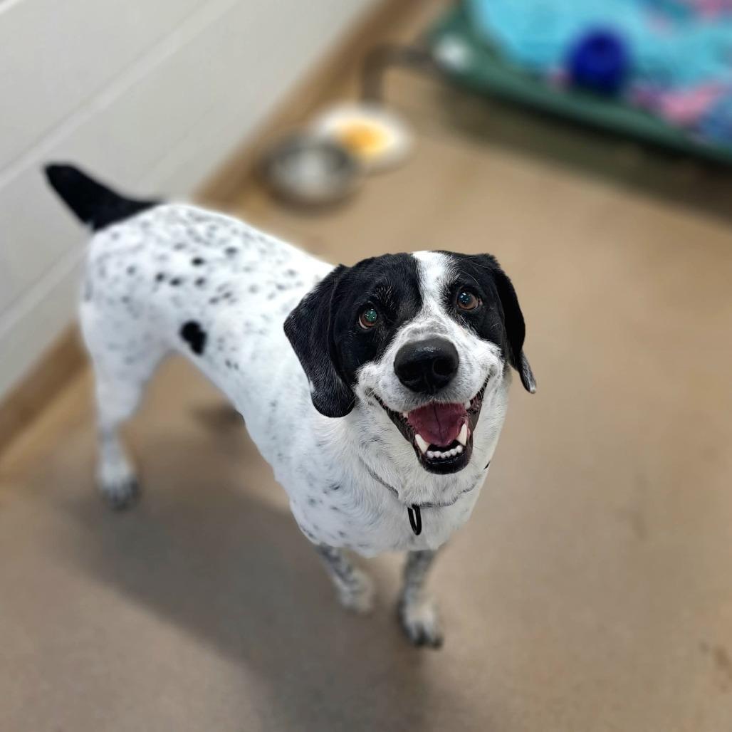 Enlarge Ranger, a Adoptable mixed breed in Baldwin, WI image 3/5