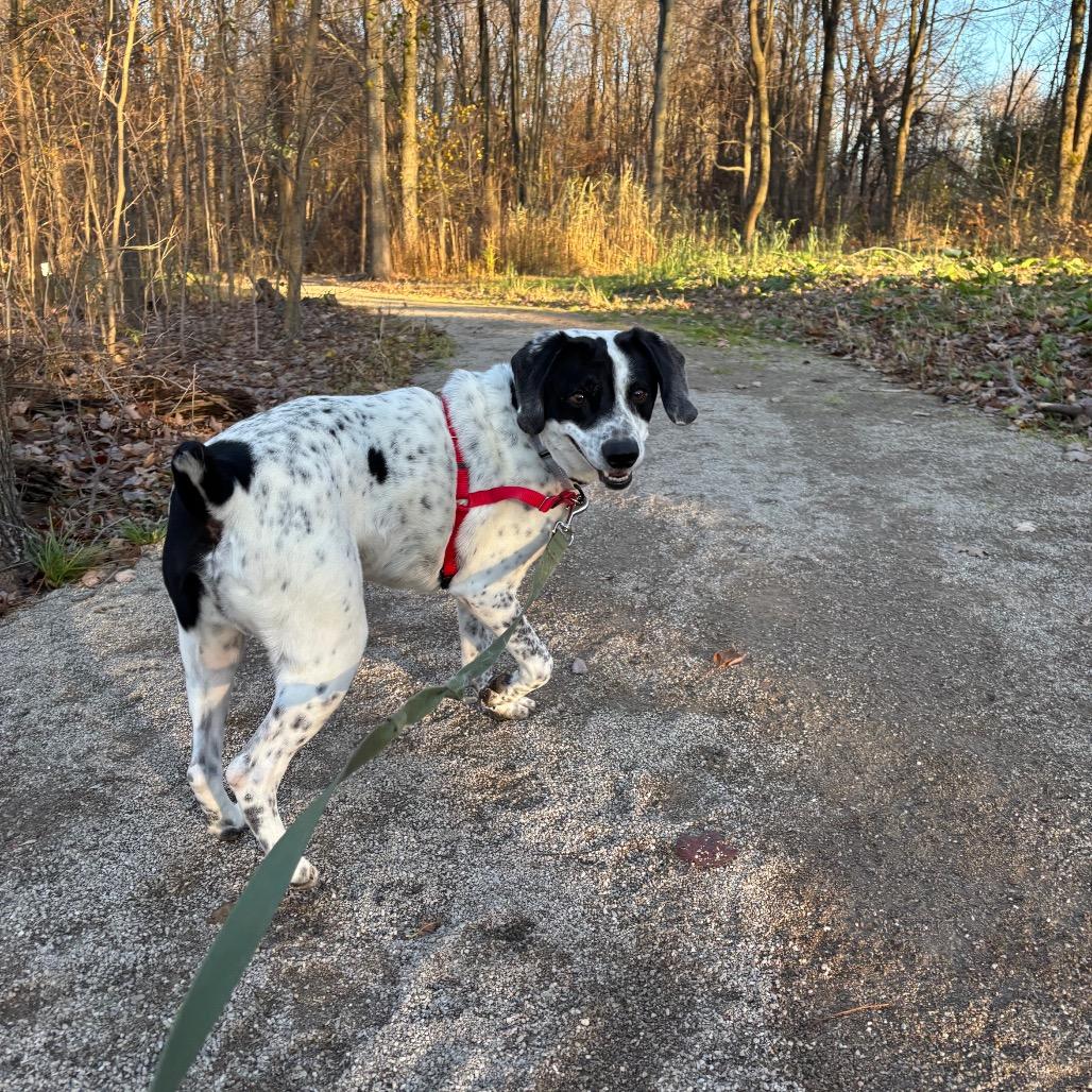 Enlarge Ranger, a Adoptable mixed breed in Baldwin, WI image 4/5