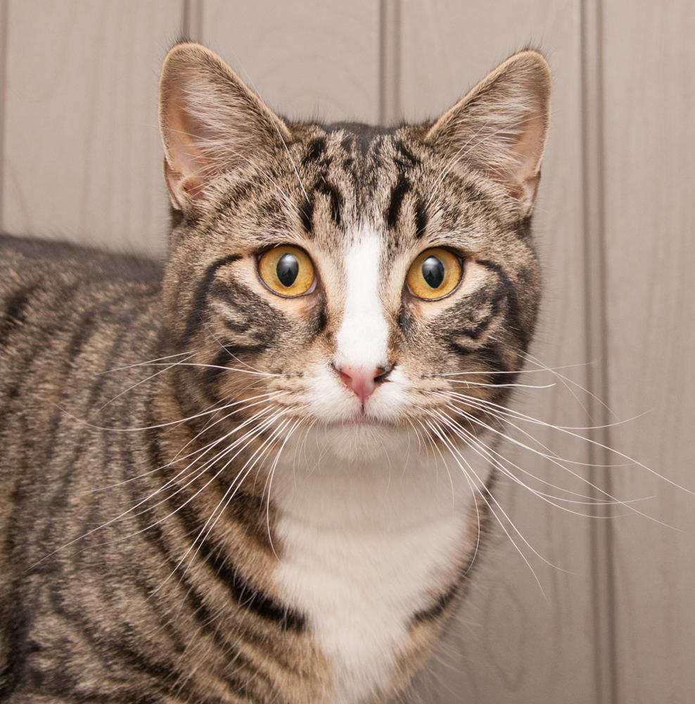 Fig (gets adopted with Olive), an adopted Tabby in Westminster, CO image 1/3