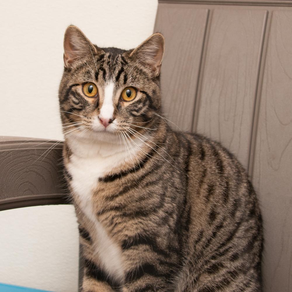 Fig (gets adopted with Olive), an adopted Tabby in Westminster, CO image 2/3