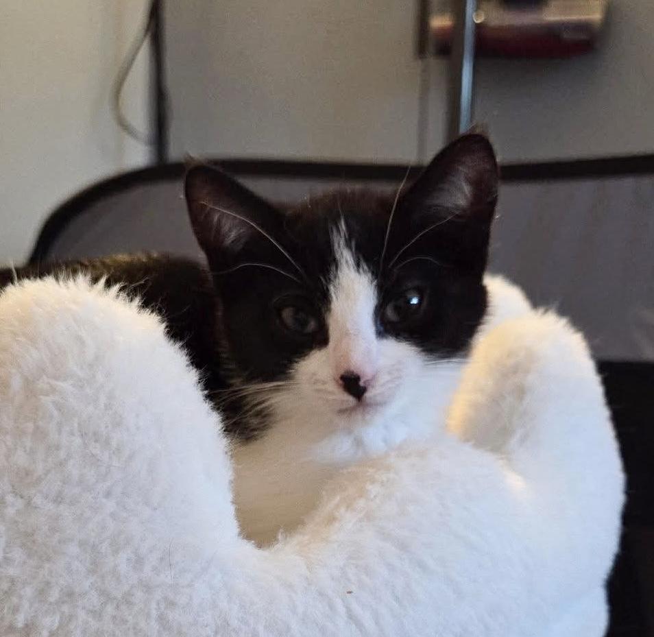 Enlarge Jamie, a ADOPTABLE Domestic Short Hair in Breinigsville, PA image 1/1
