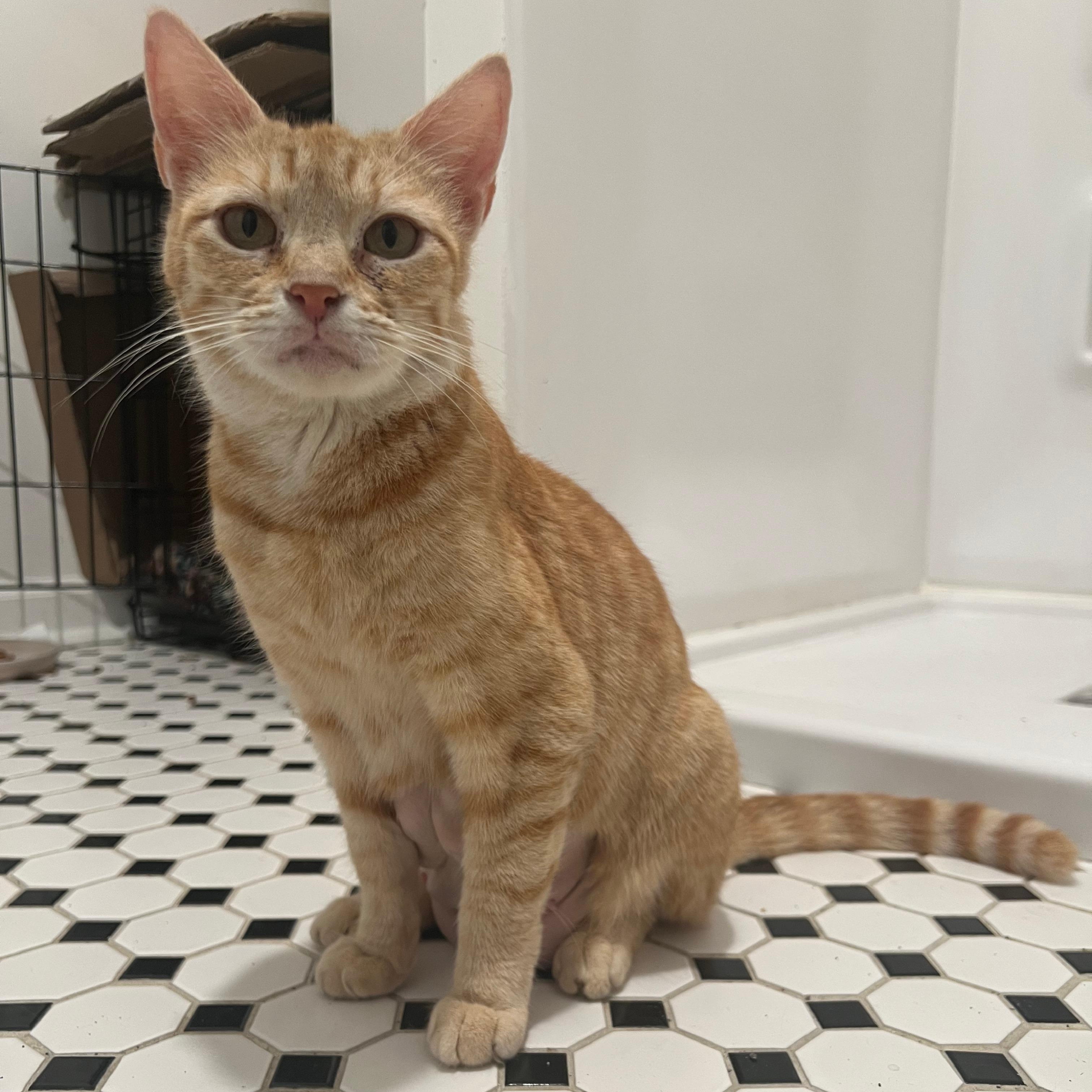 Epona, a ADOPTABLE Domestic Short Hair in Richmond, VA image 2/6
