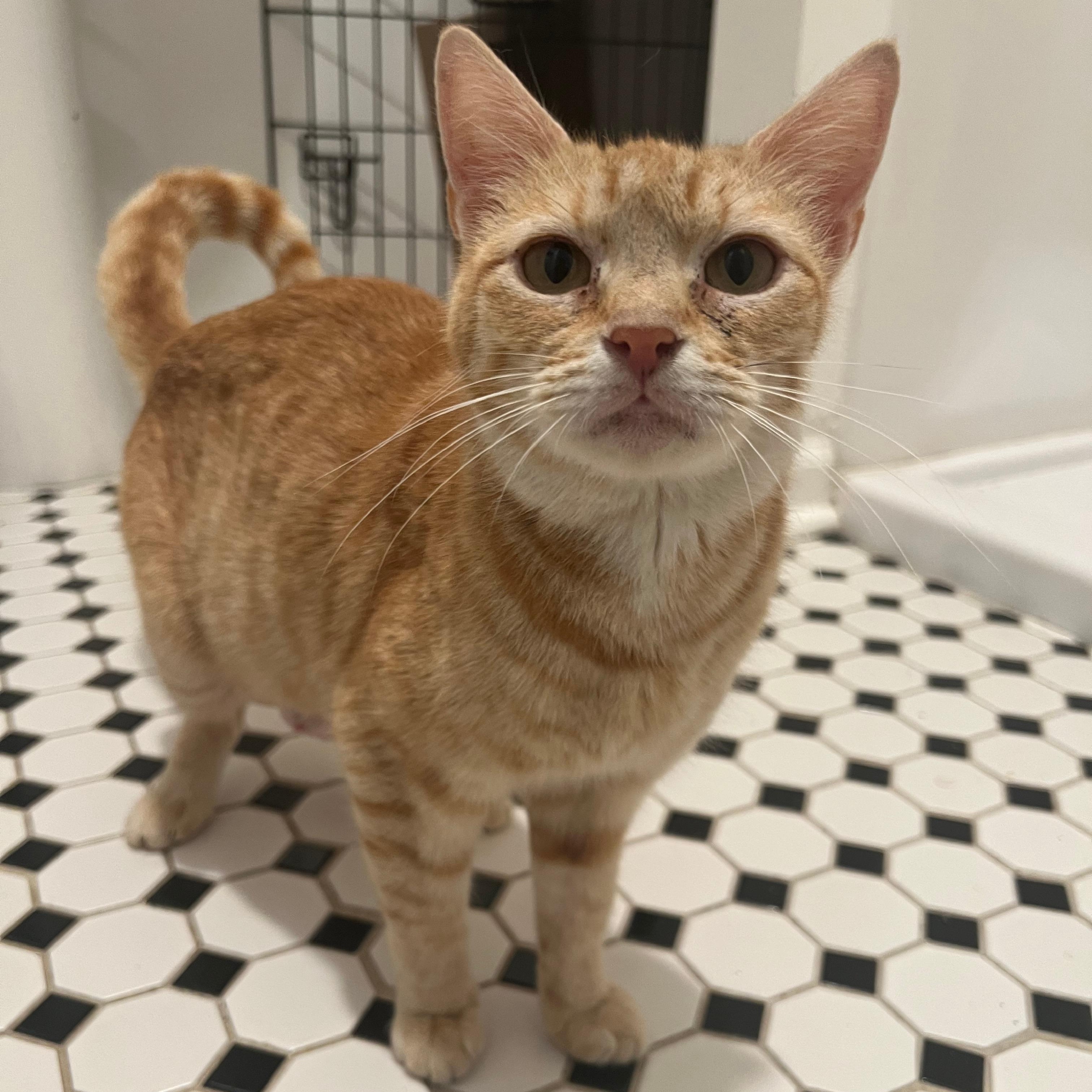 Epona, a ADOPTABLE Domestic Short Hair in Richmond, VA image 6/6
