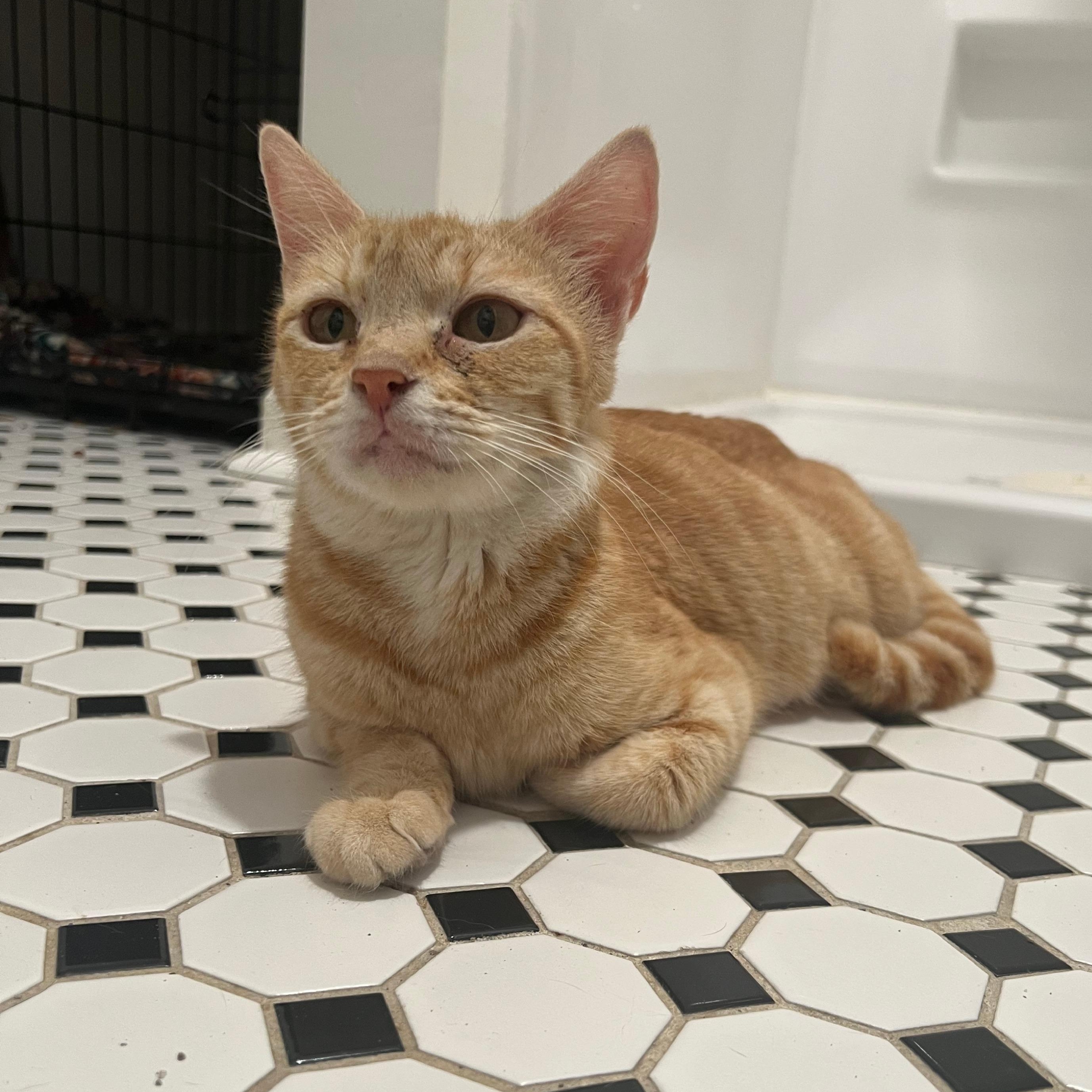 Epona, a ADOPTABLE Domestic Short Hair in Richmond, VA image 5/6