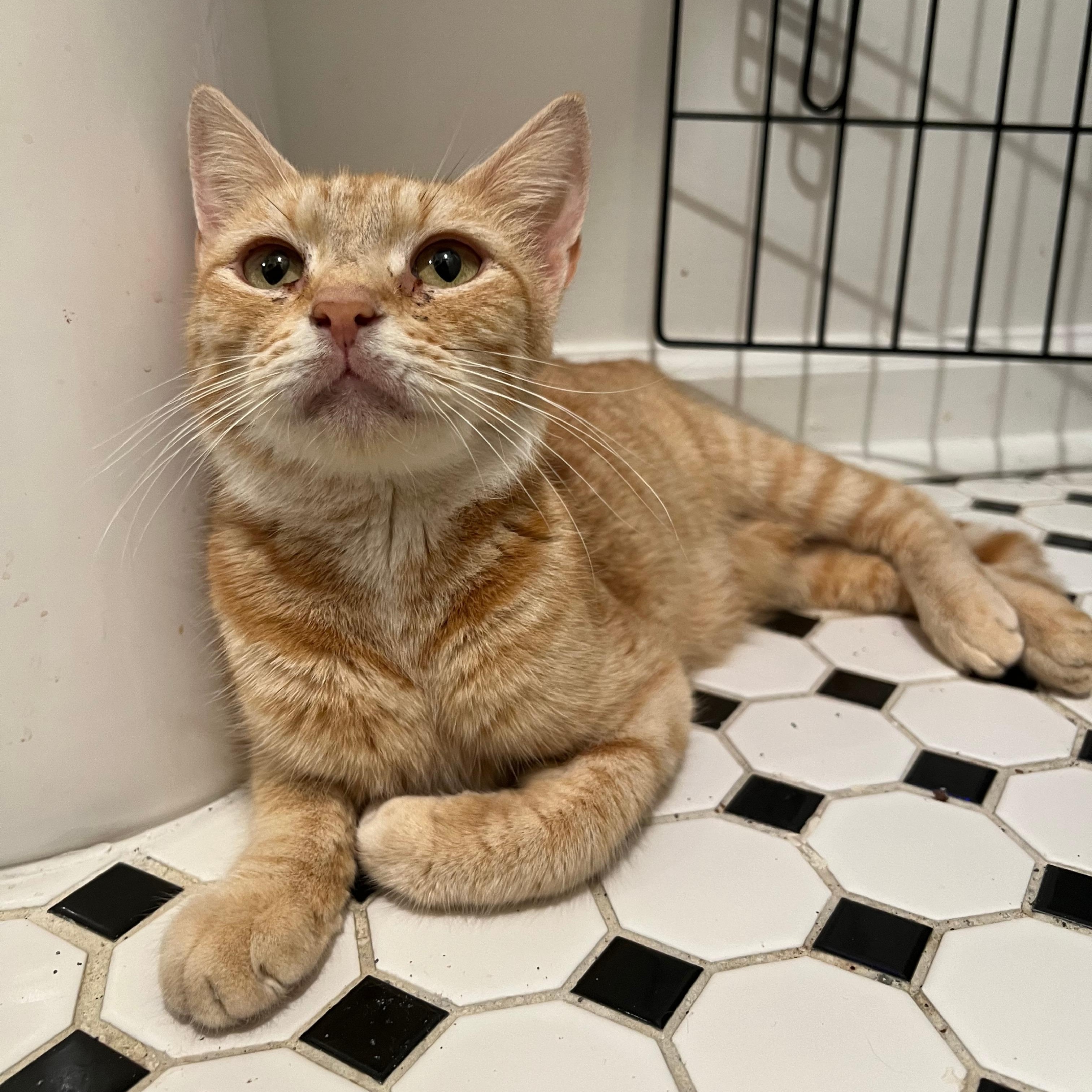 Epona, a ADOPTABLE Domestic Short Hair in Richmond, VA image 3/6