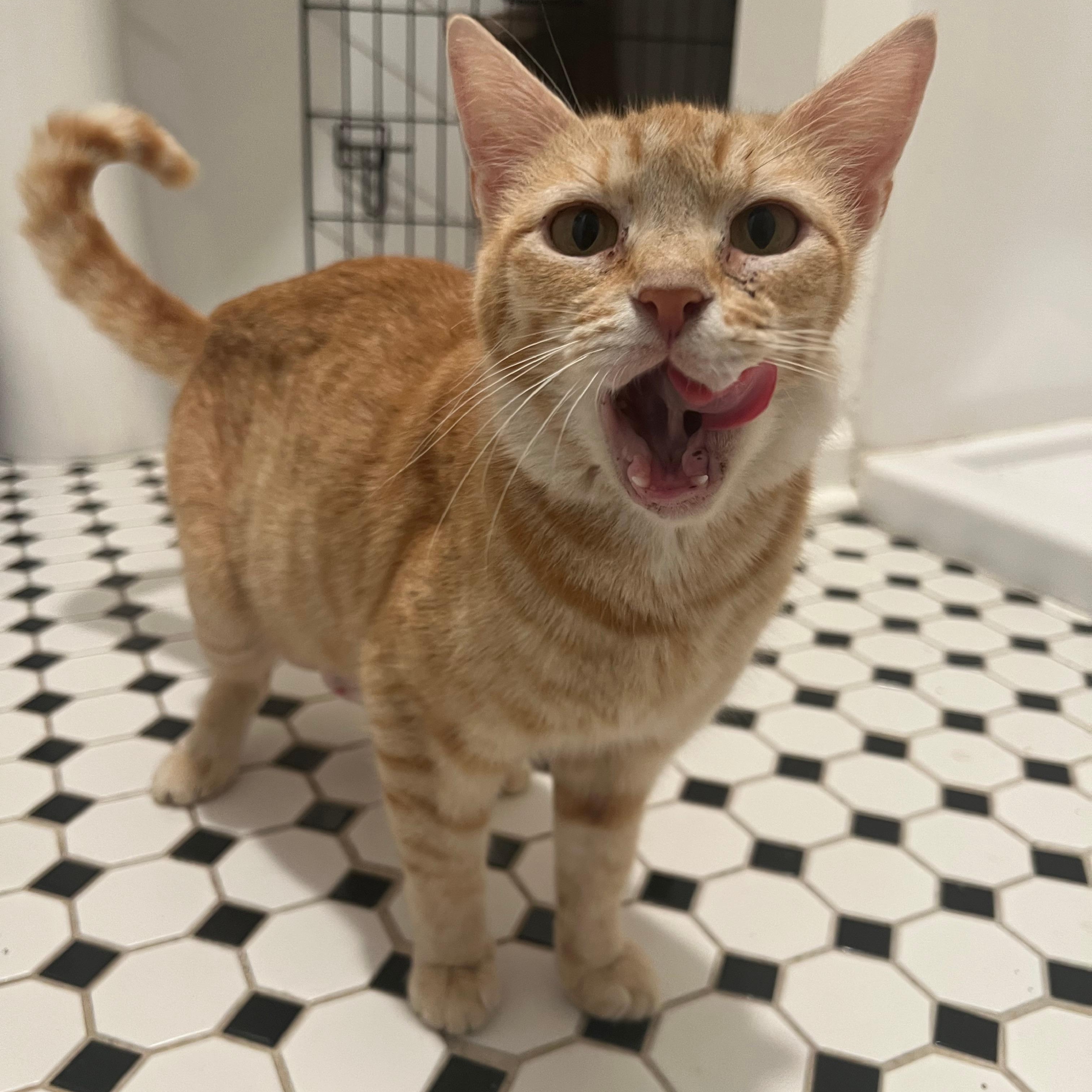 Epona, ADOPTABLE, Young Female Domestic Short Hair.